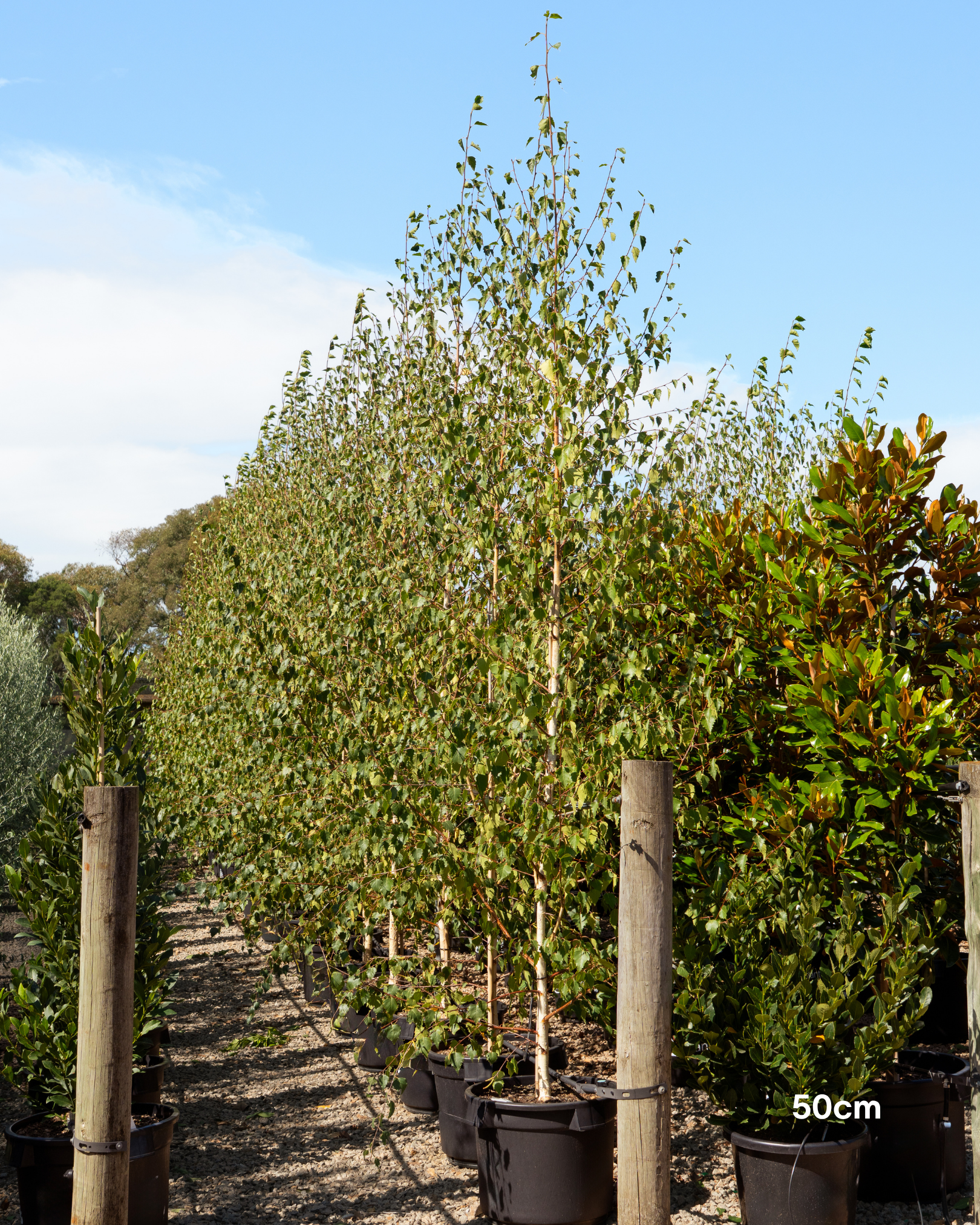 Betula pendula 'Moss White'