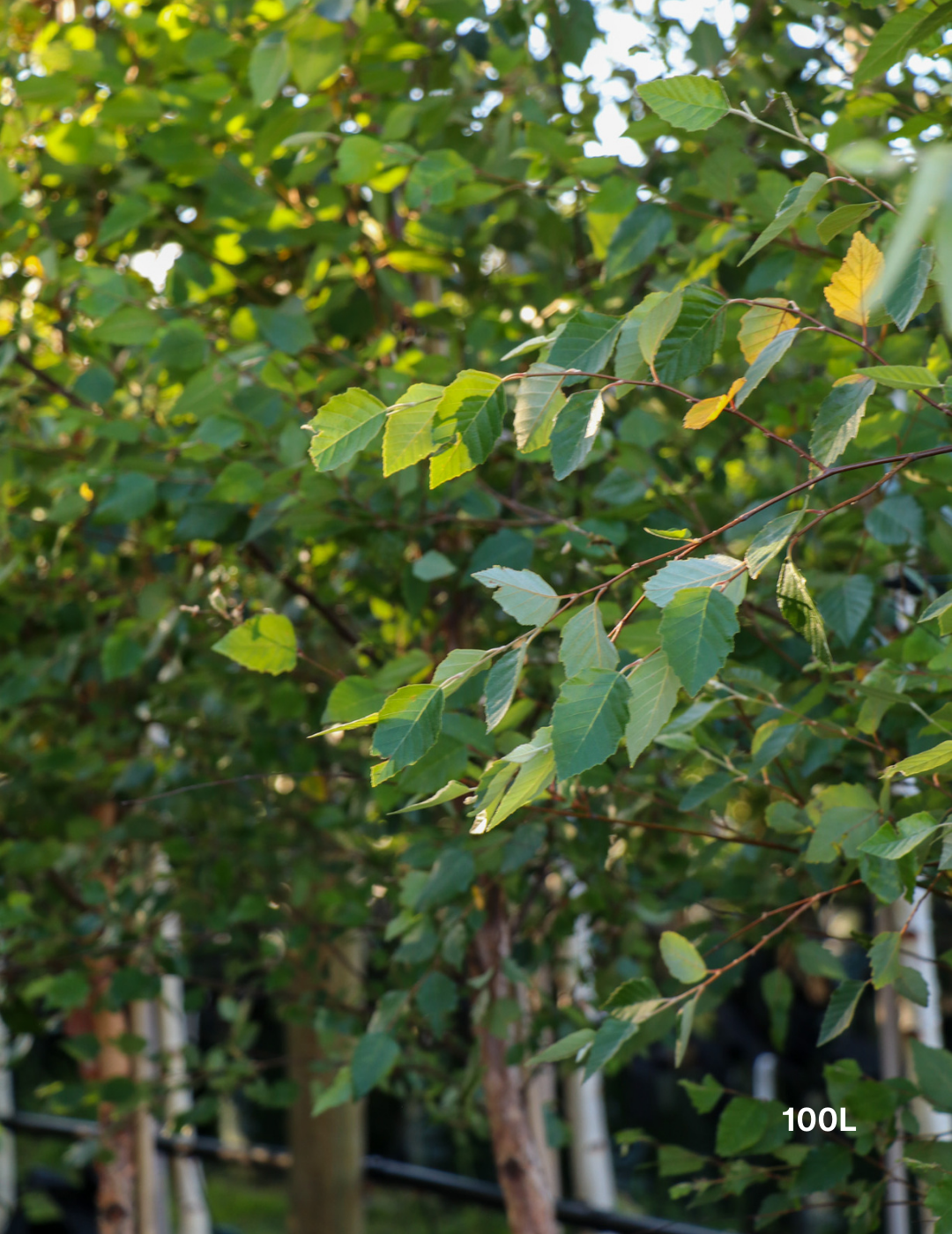 Betula pendula 'Nigra' - Black Birch - Evergreen Trees Direct