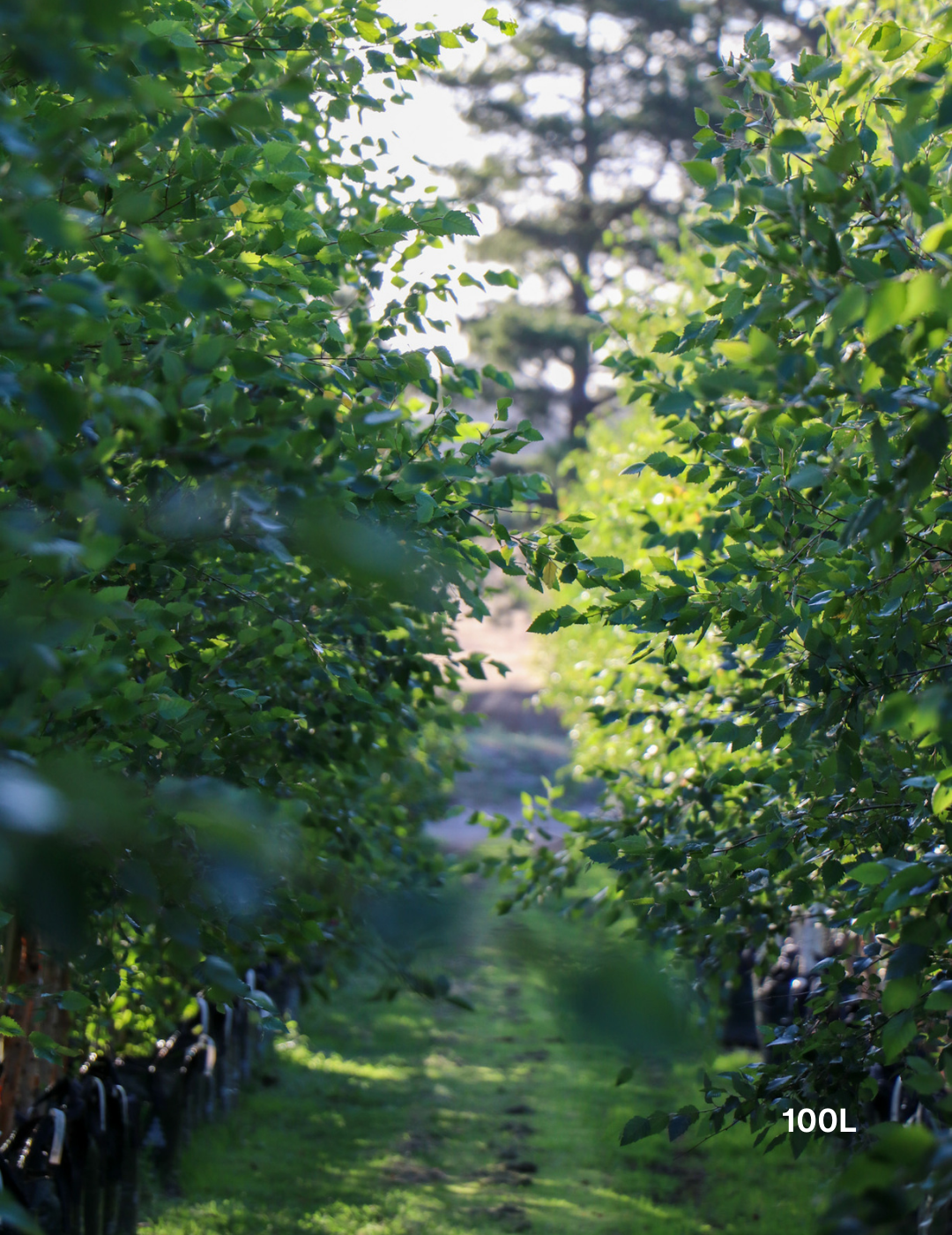 Betula pendula 'Nigra' - Black Birch - Evergreen Trees Direct