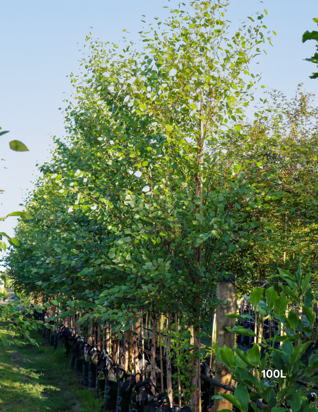 Betula pendula 'Nigra' - Black Birch - Evergreen Trees Direct