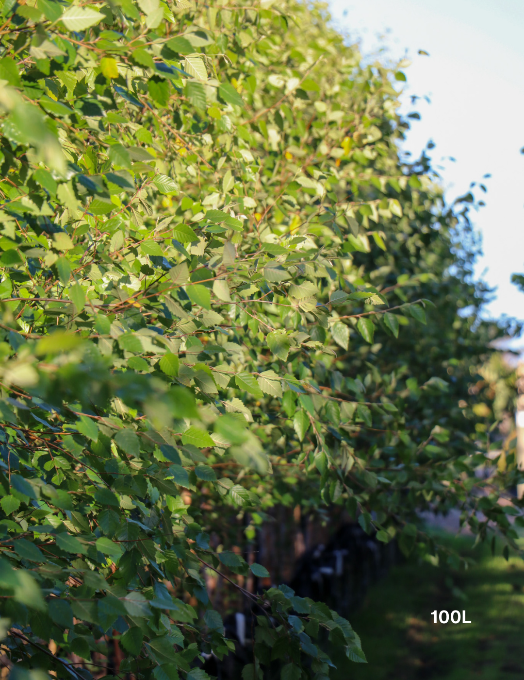 Betula pendula 'Nigra' - Black Birch - Evergreen Trees Direct