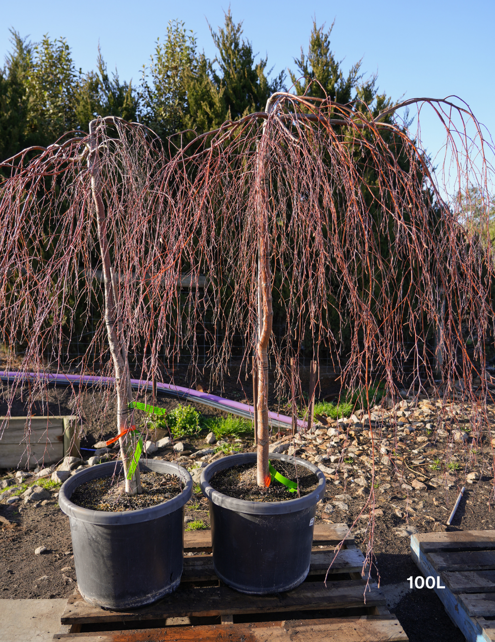 Betula pendula 'Youngii'