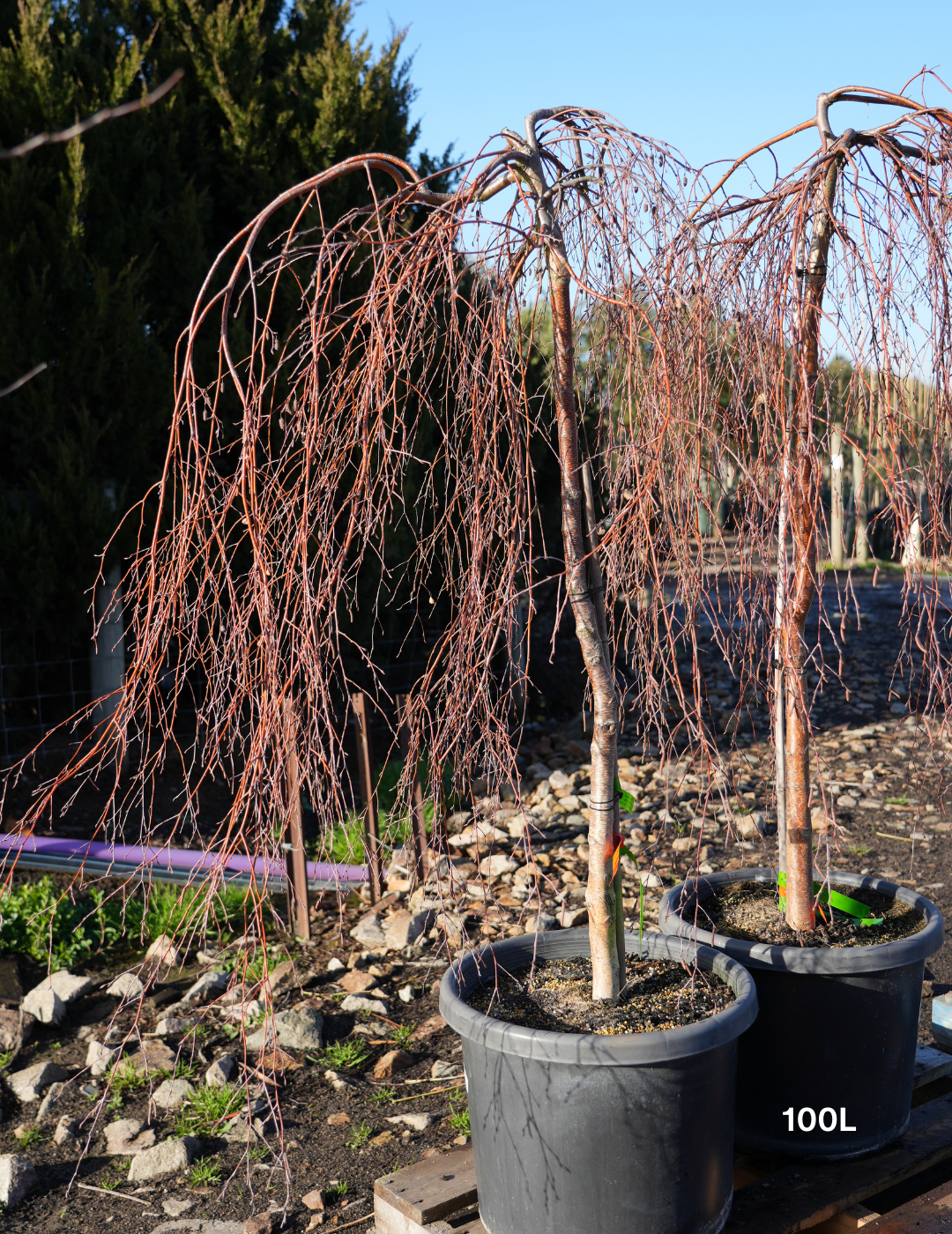 Betula Pendula Youngii - Evergreen Trees Direct