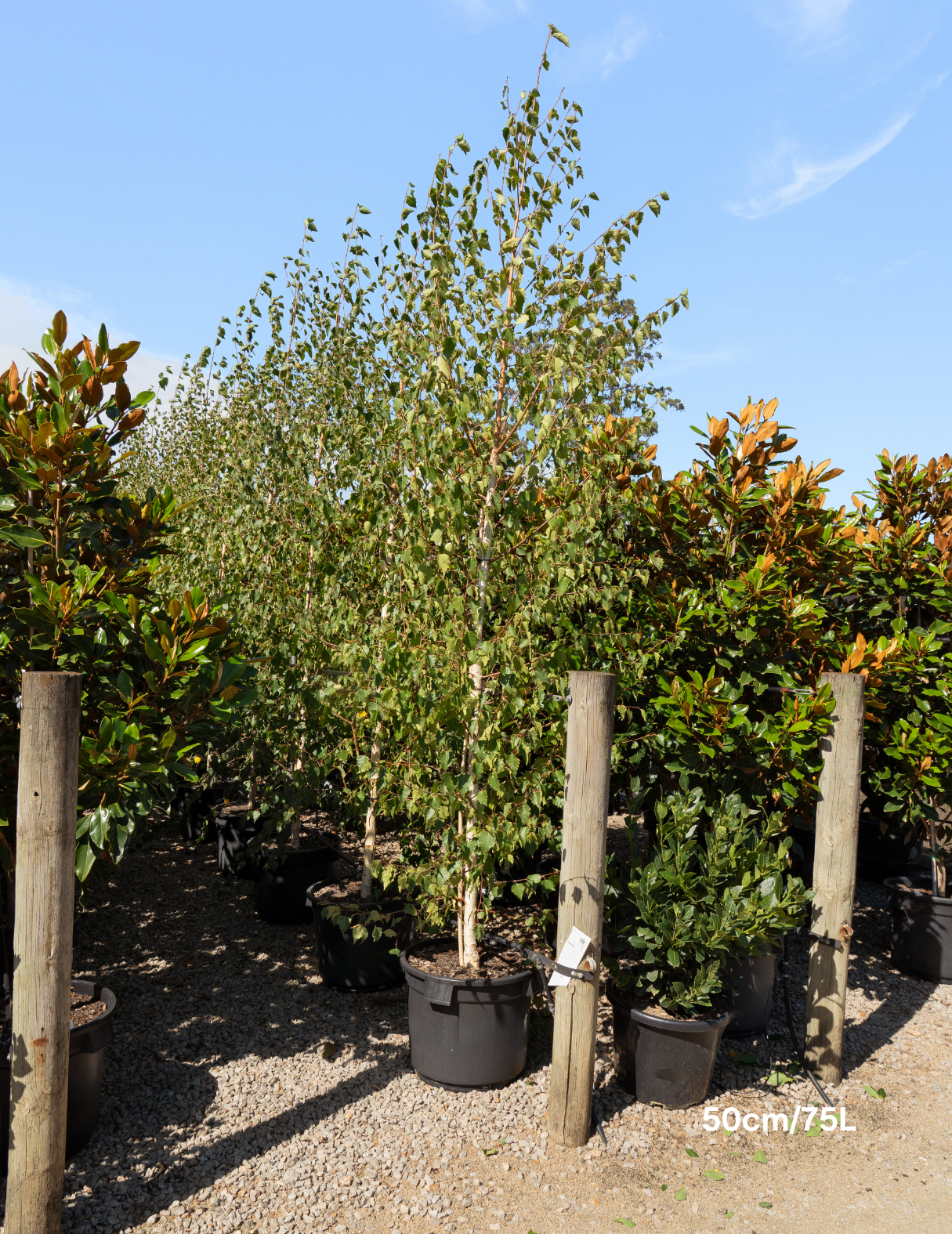 Betula pendula 'Moss White'