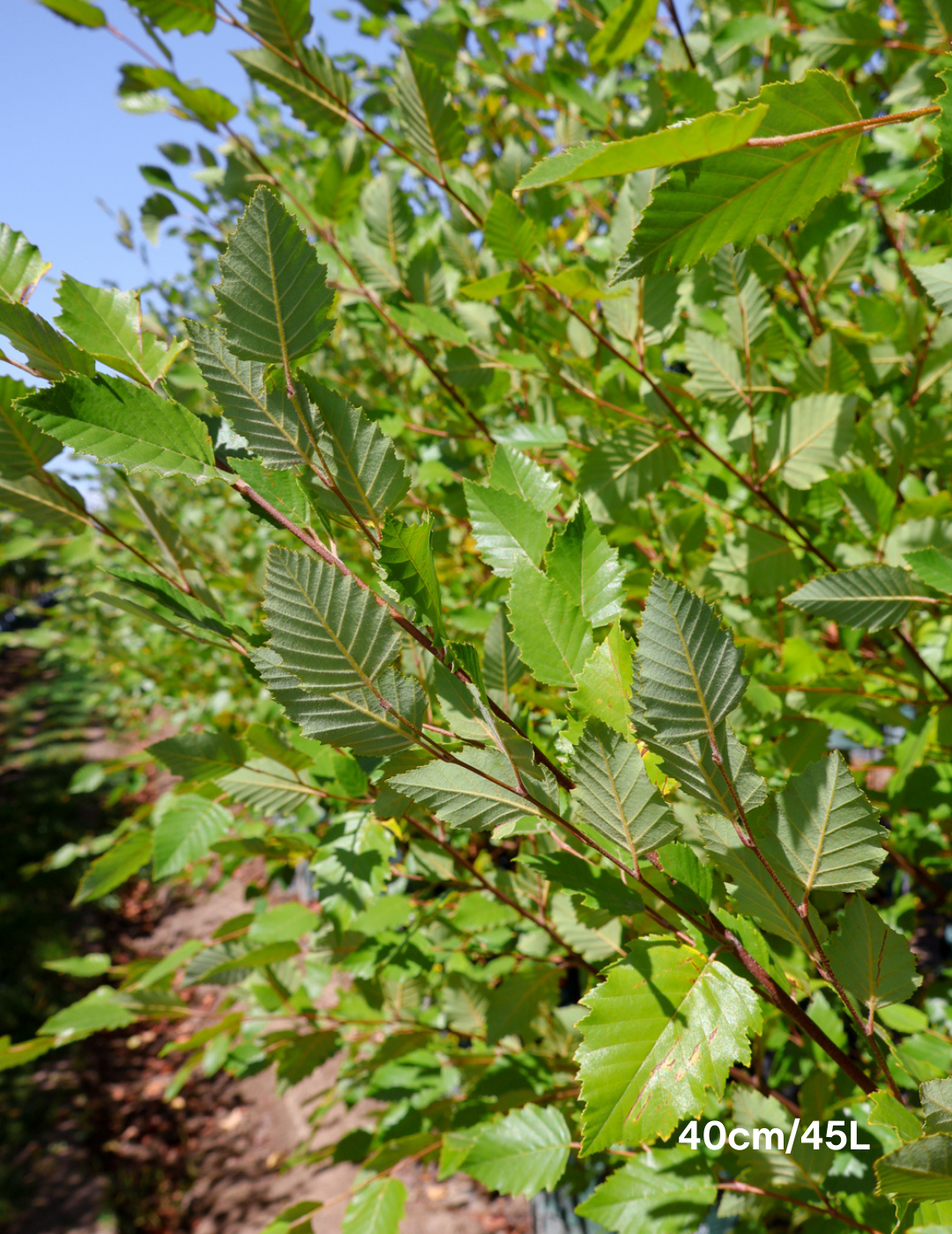 Betula pendula 'Nigra'