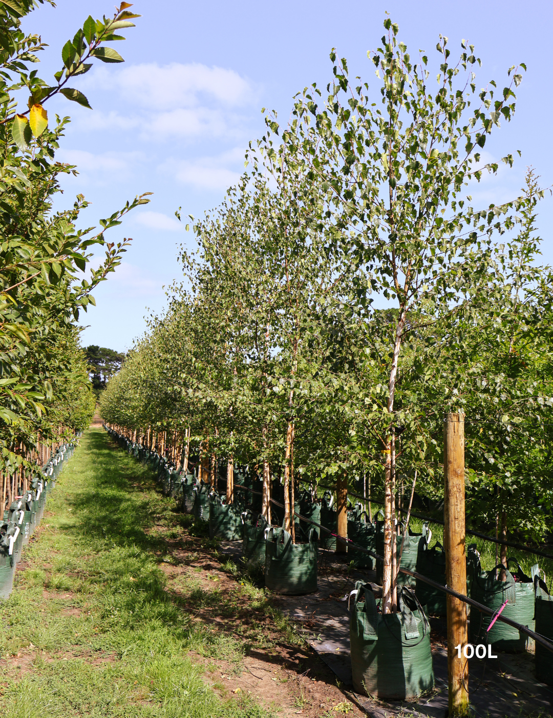 Betula pendula 'Moss White' - Evergreen Trees Direct