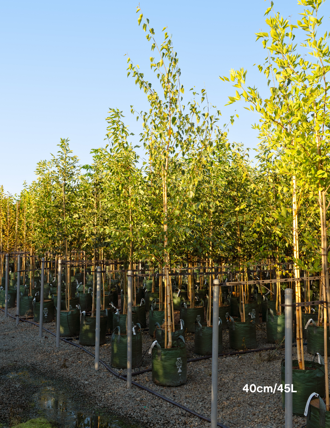 Betula pendula 'Moss White' - Evergreen Trees Direct