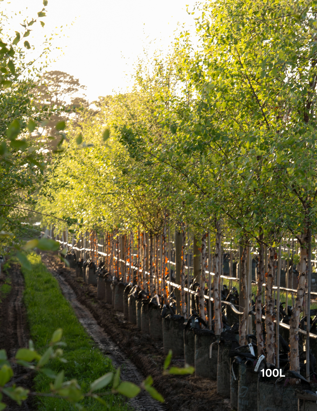 Betula pendula 'Nigra' - Black Birch - Evergreen Trees Direct