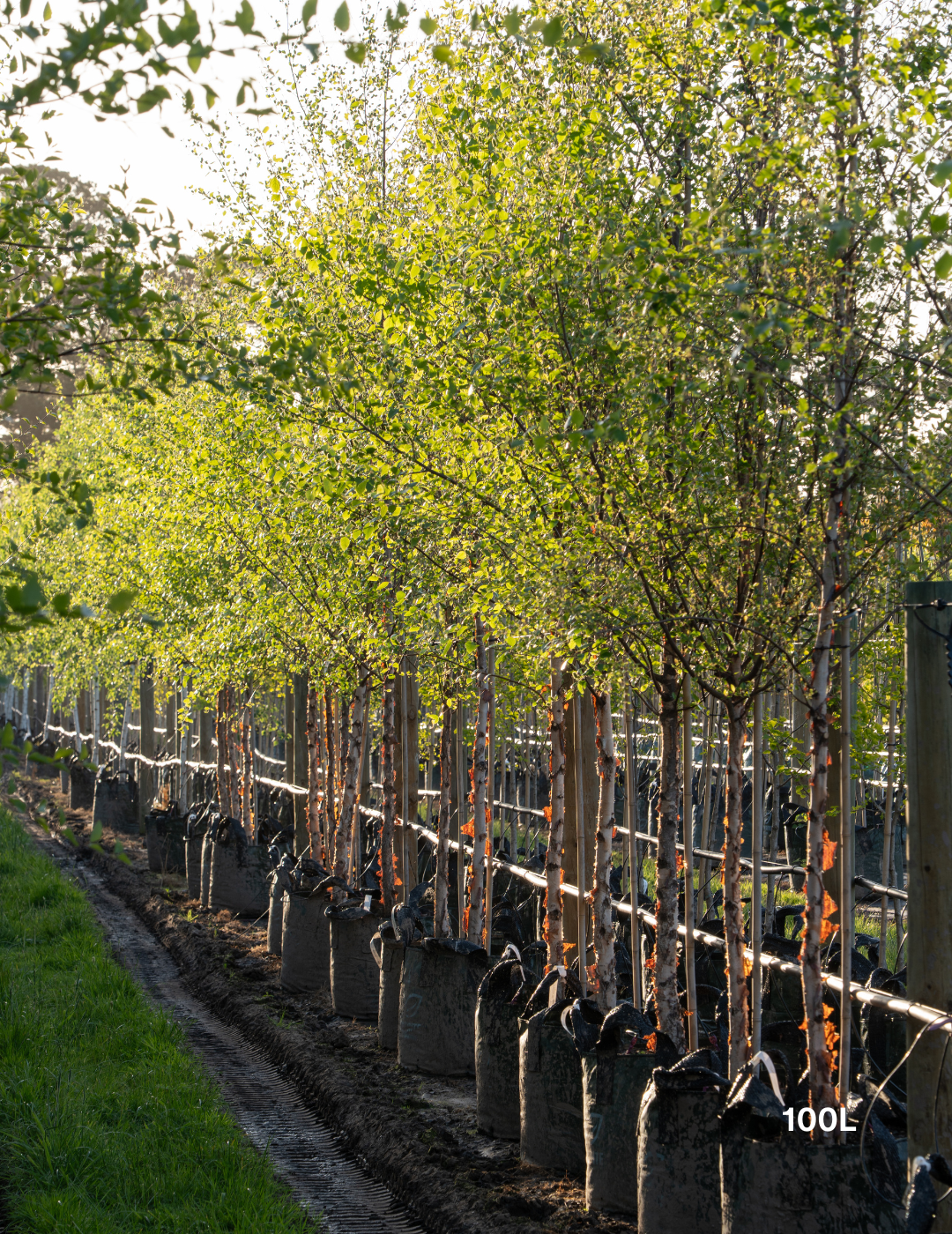 Betula pendula 'Nigra' - Black Birch - Evergreen Trees Direct