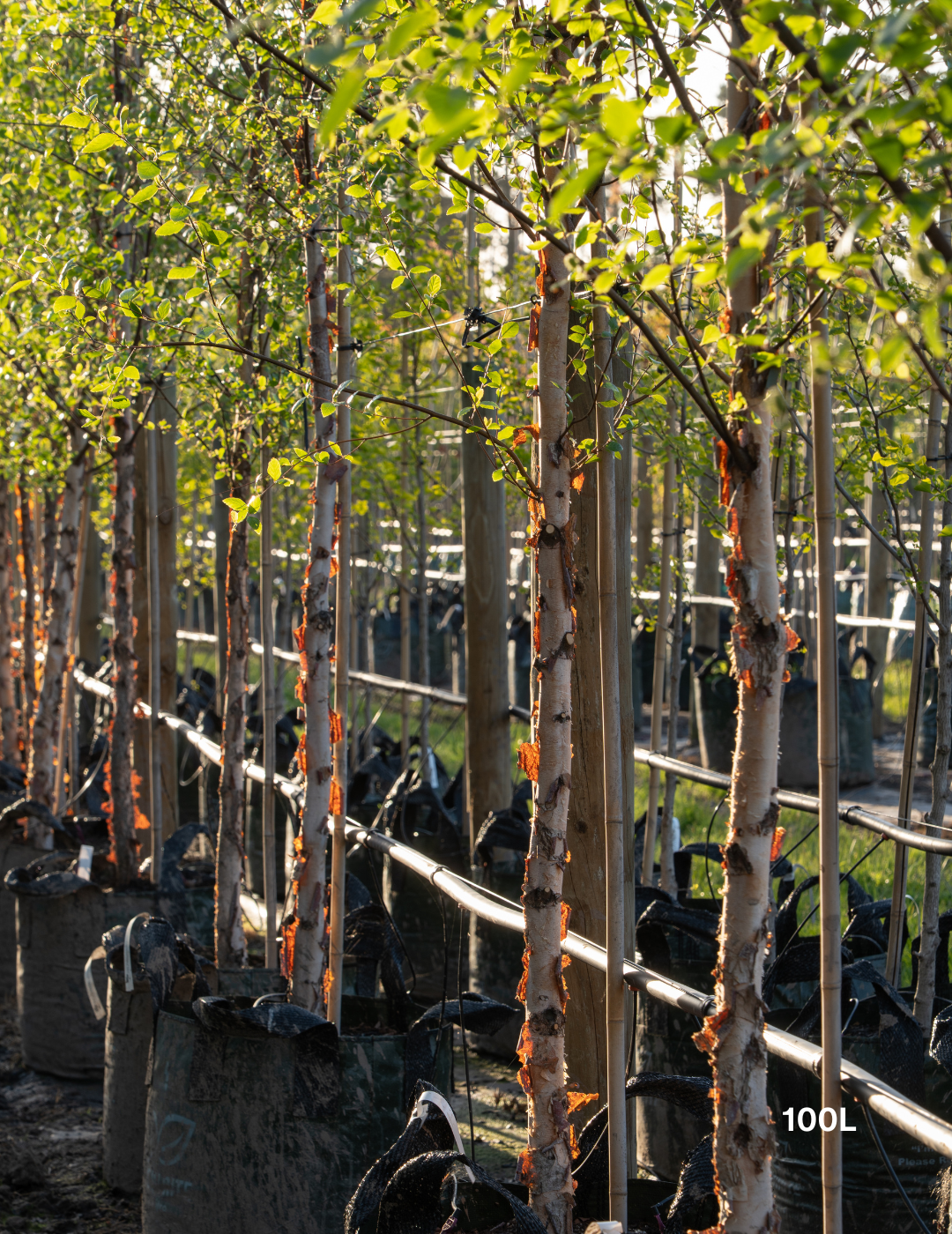 Betula pendula 'Nigra' - Black Birch - Evergreen Trees Direct
