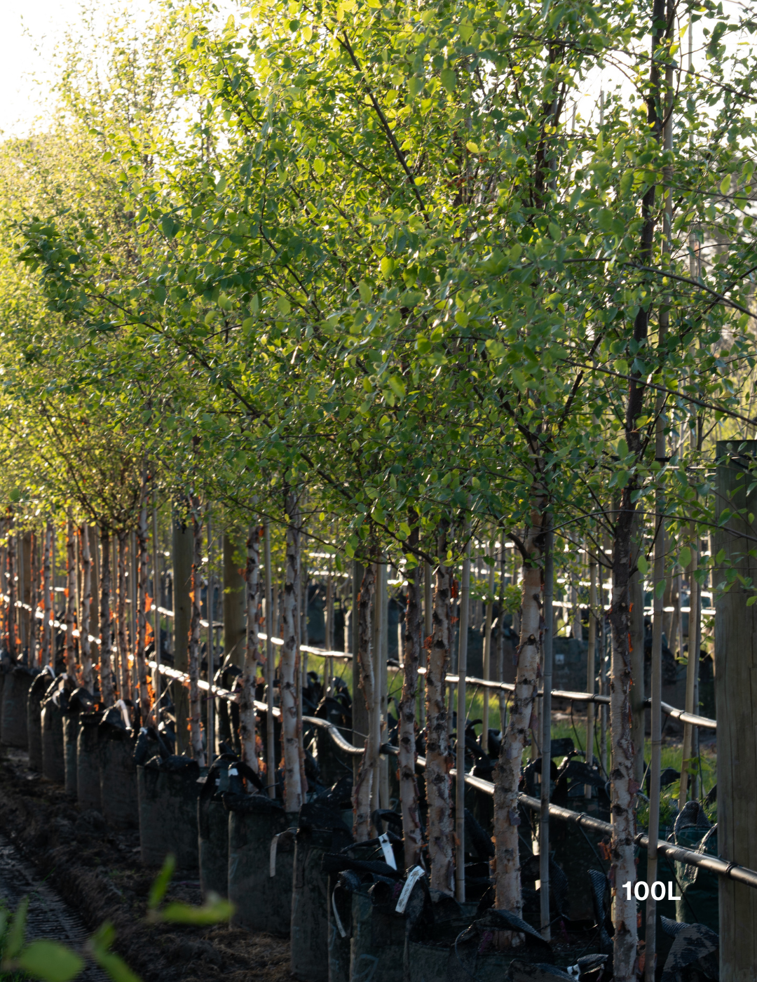 Betula pendula 'Nigra' - Black Birch - Evergreen Trees Direct