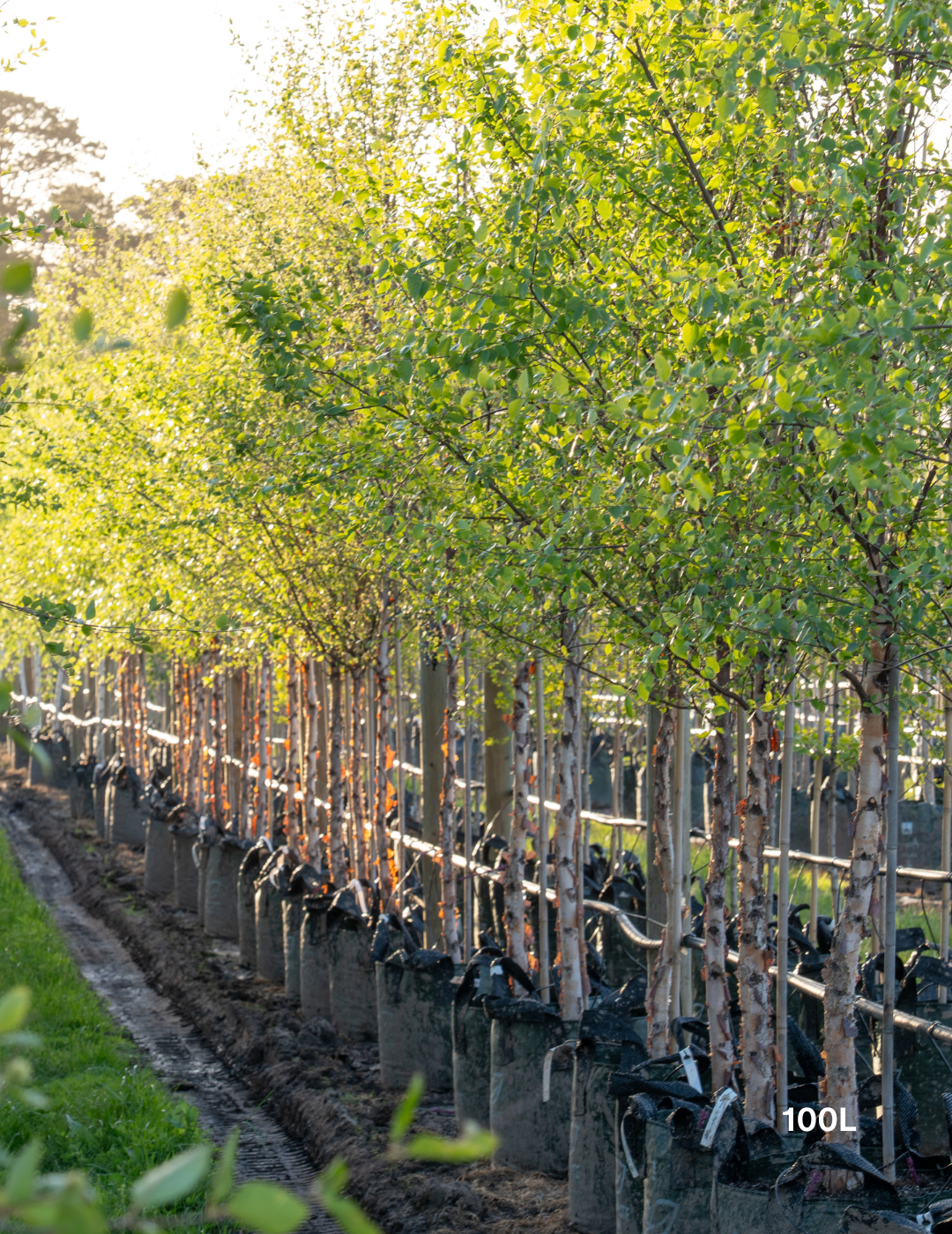 Betula pendula 'Nigra' - Black Birch - Evergreen Trees Direct