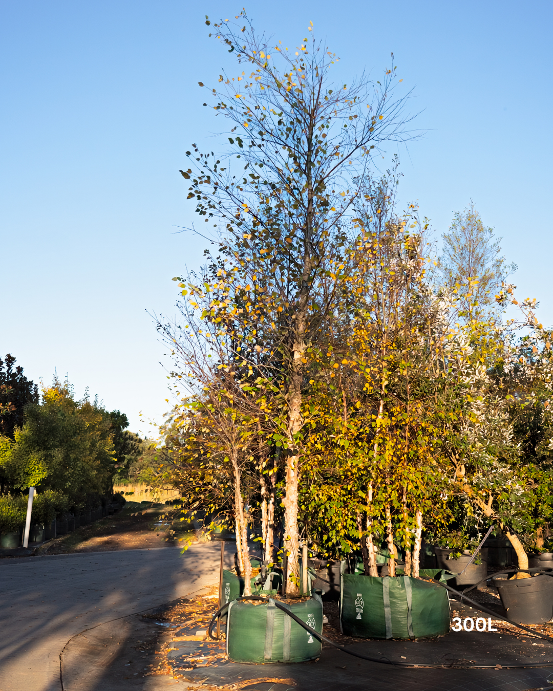 Betula pendula 'Nigra' Black Birch
