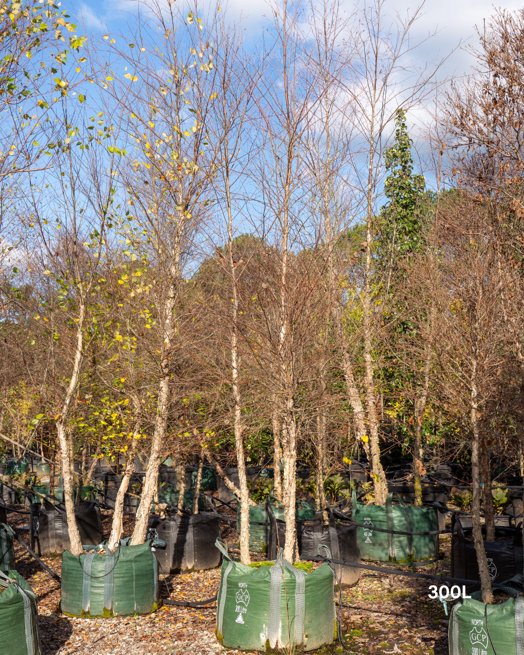 Betula pendula 'Nigra' Black Birch