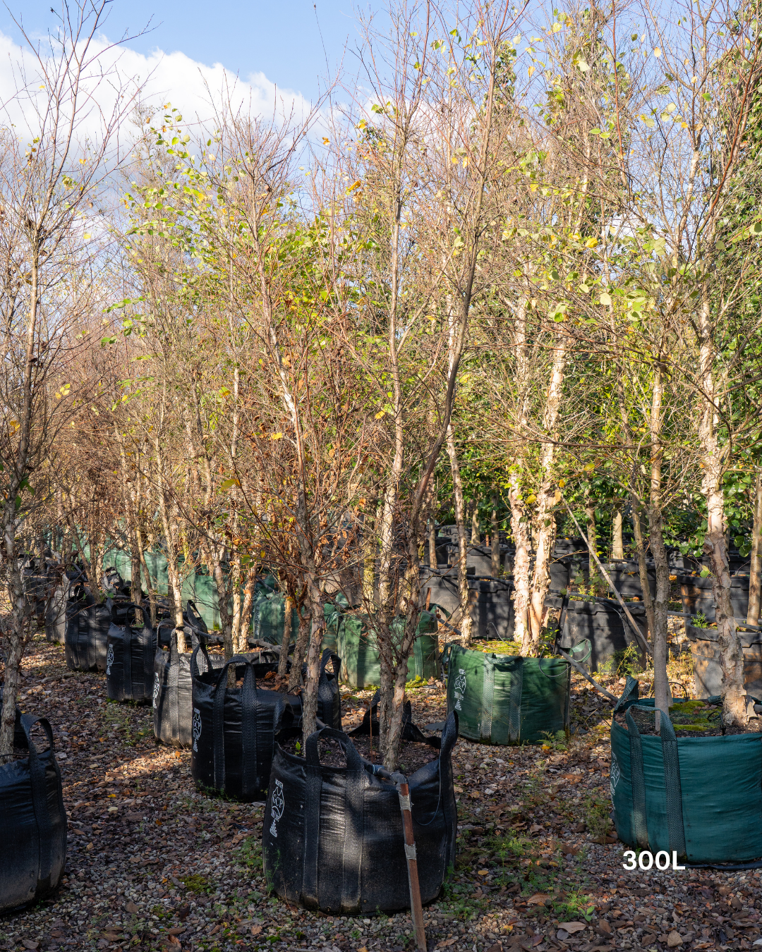 Betula pendula 'Nigra' Black Birch