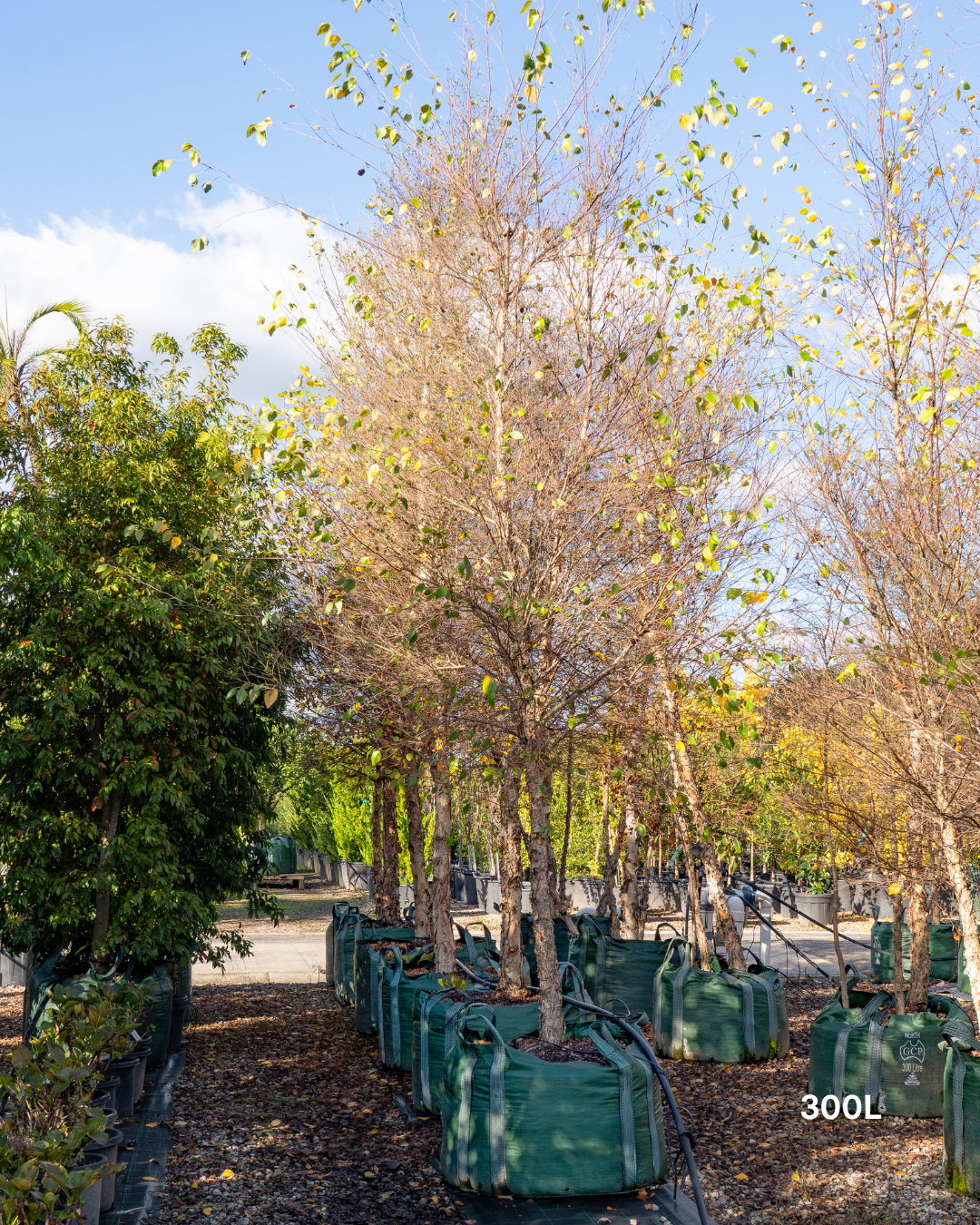 Betula pendula 'Nigra' Black Birch