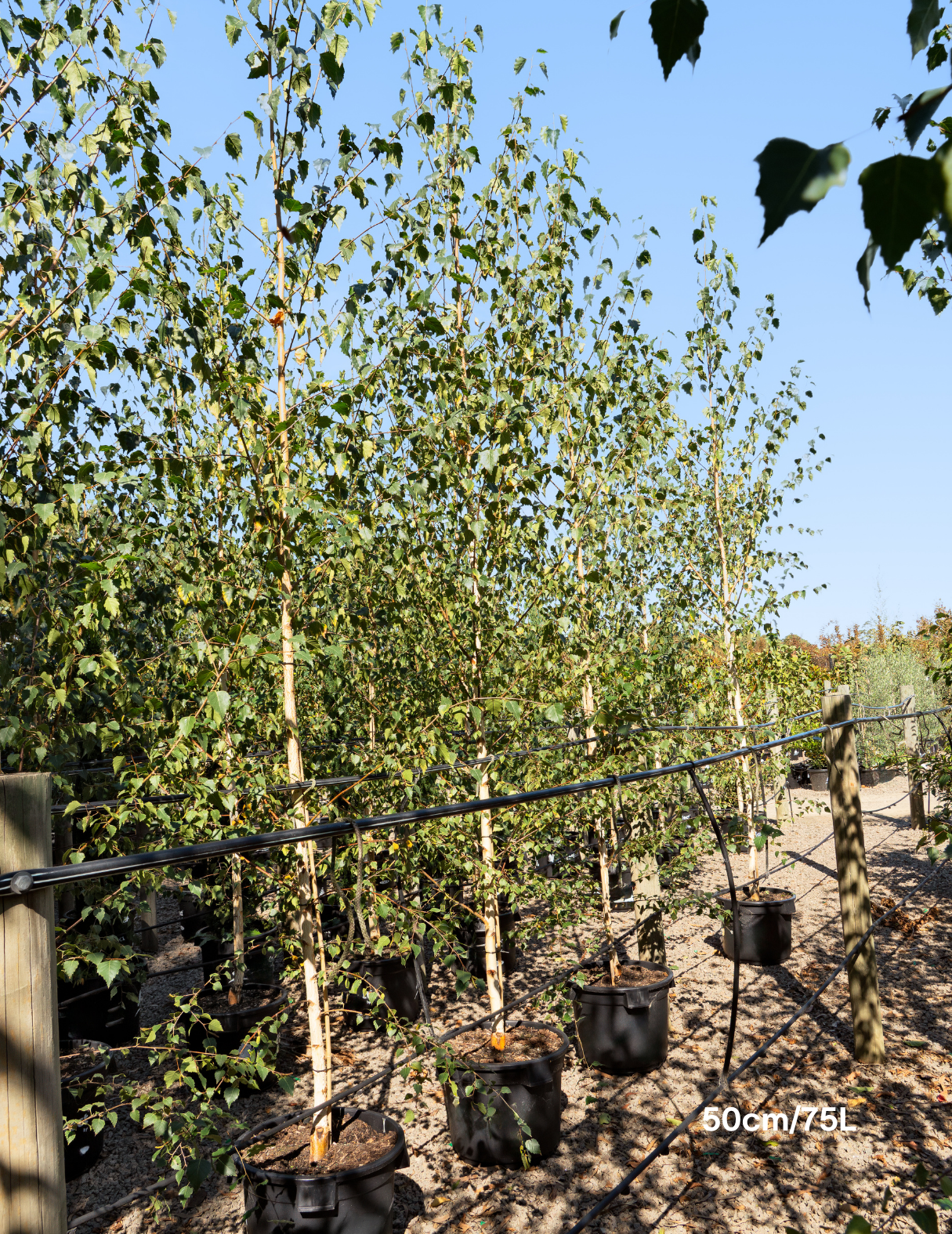 Betula pendula 'Moss White'