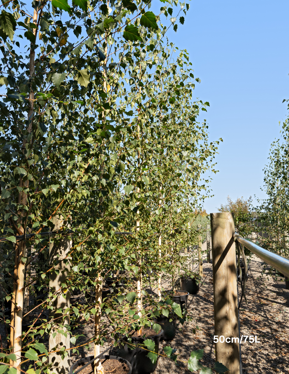 Betula pendula 'Moss White'