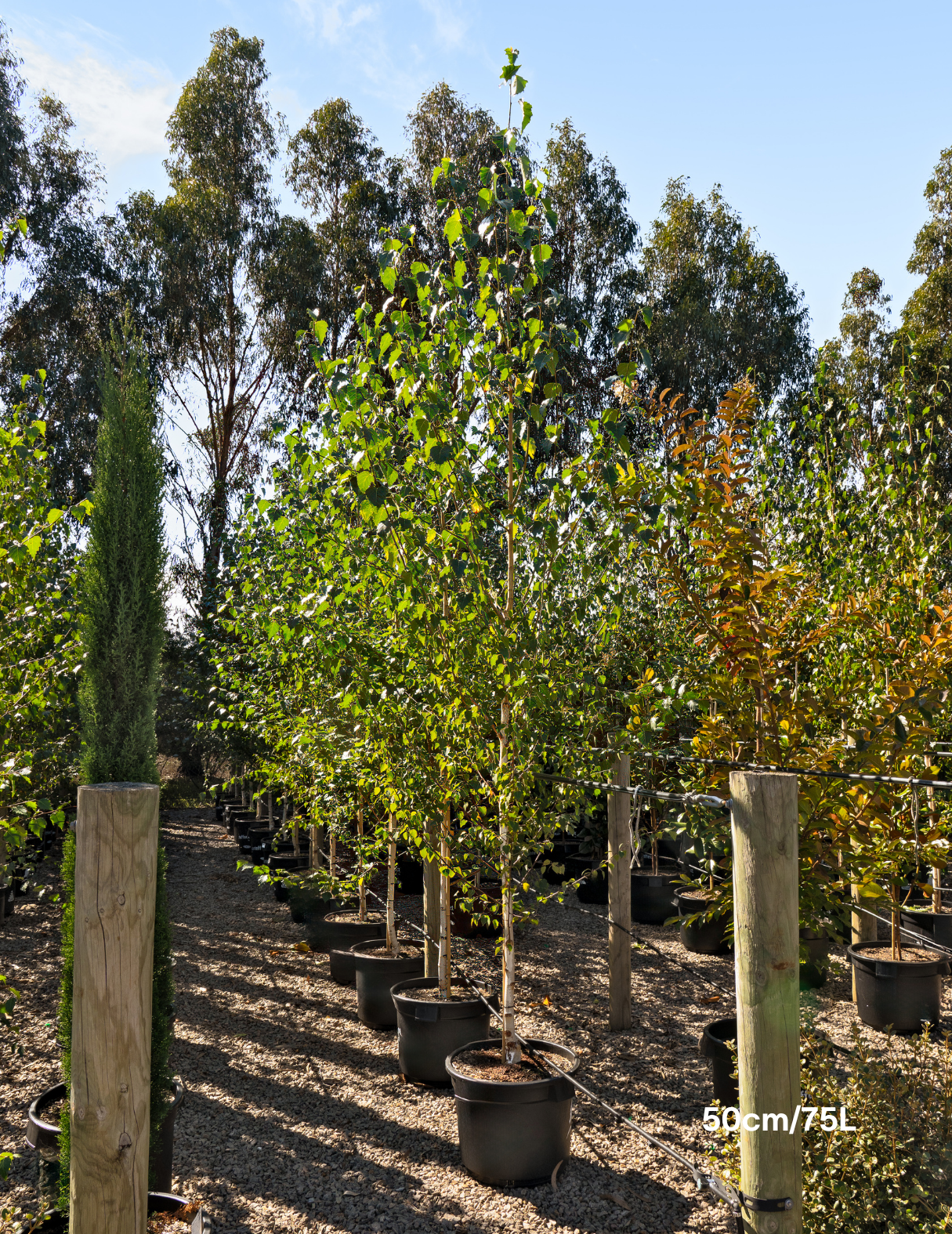 Betula pendula 'Moss White'