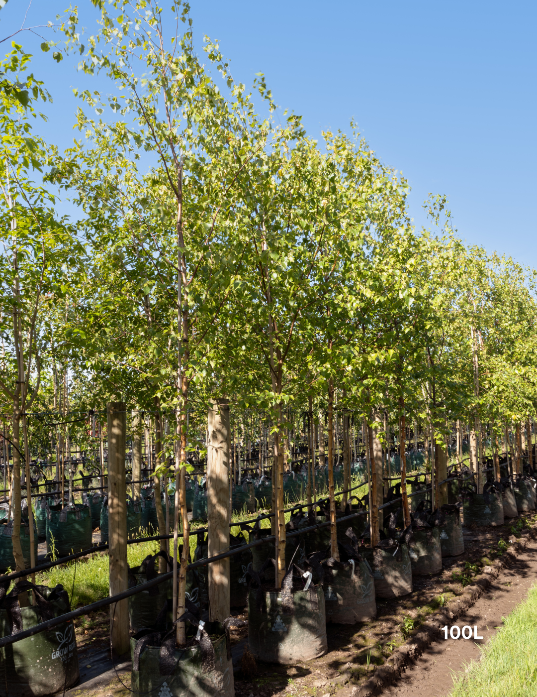 Betula utilis ‘Jacquemontii’ – Himalayan Birch - Evergreen Trees Direct