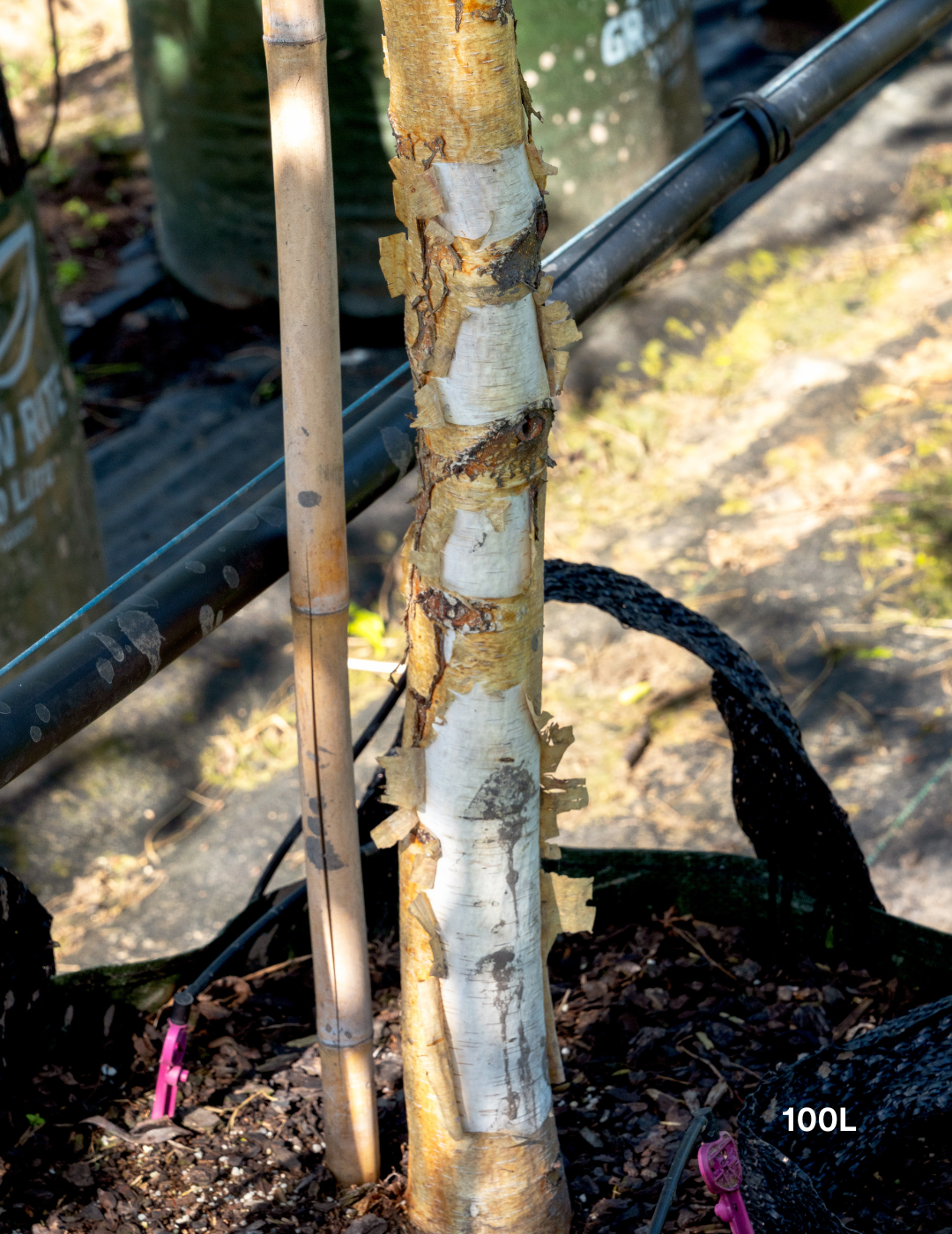 Betula utilis ‘Jacquemontii’ – Himalayan Birch - Evergreen Trees Direct
