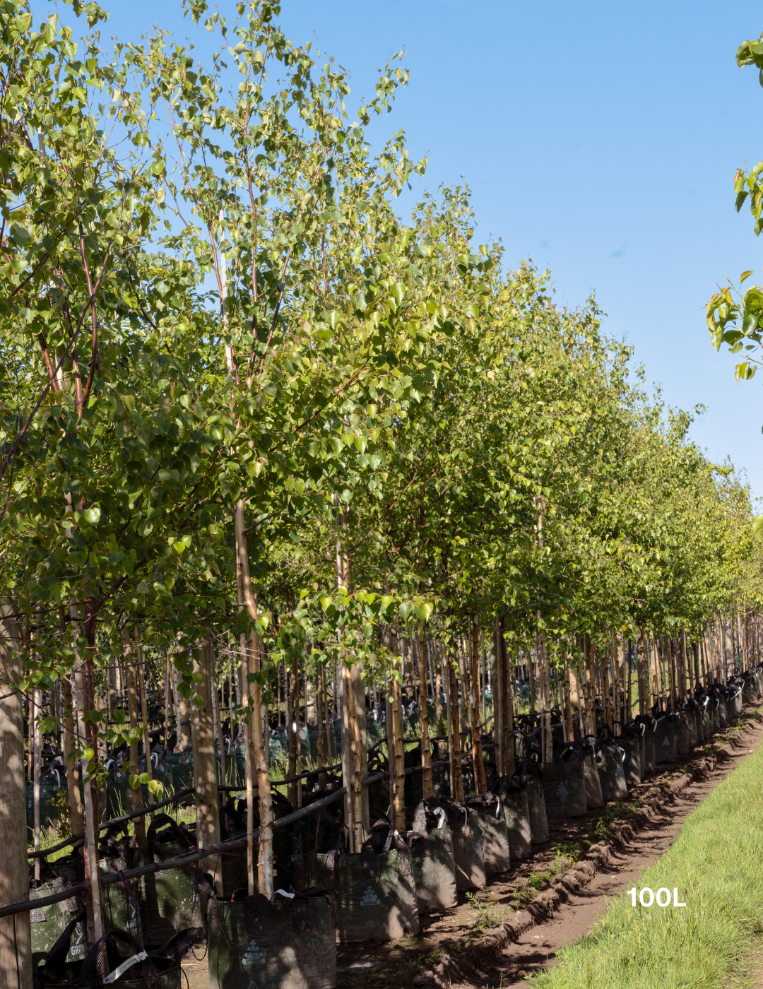 Betula utilis ‘Jacquemontii’ – Himalayan Birch - Evergreen Trees Direct