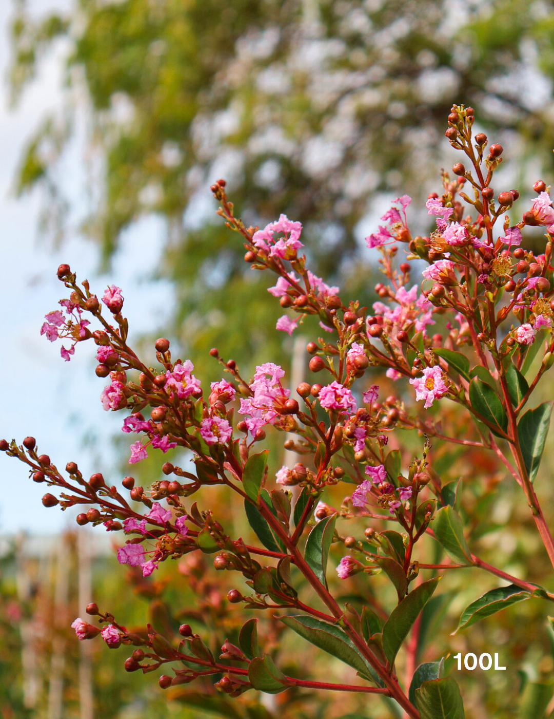 Lagerstroemia indica 'Biloxi' - Crepe Myrtle - Evergreen Trees Direct