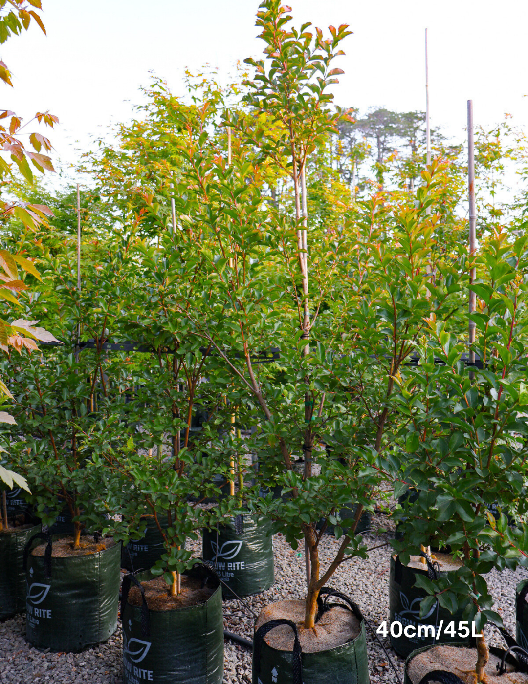 Lagerstroemia indica 'Biloxi' - Crepe Myrtle - Evergreen Trees Direct