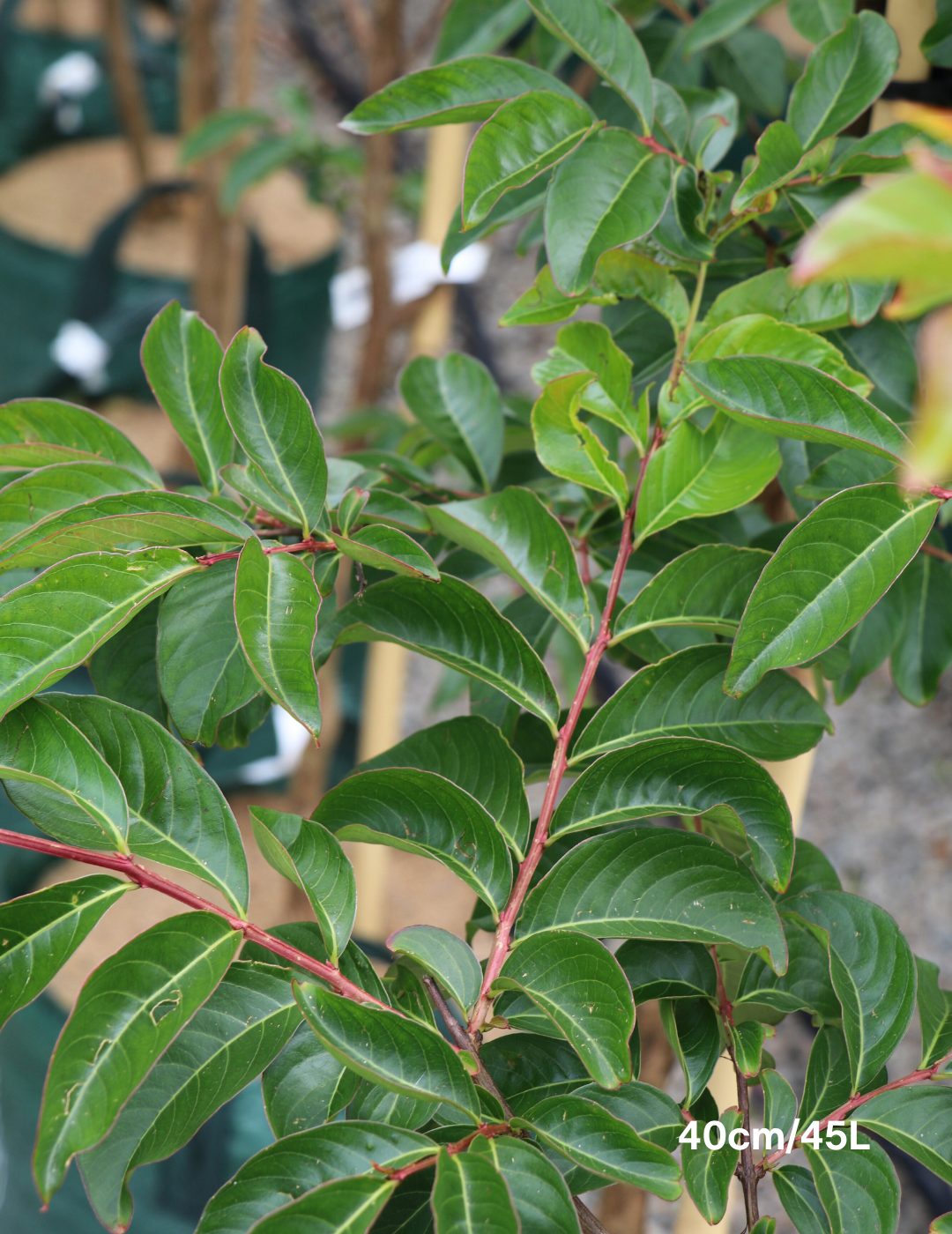 Lagerstroemia indica 'Biloxi' - Crepe Myrtle - Evergreen Trees Direct
