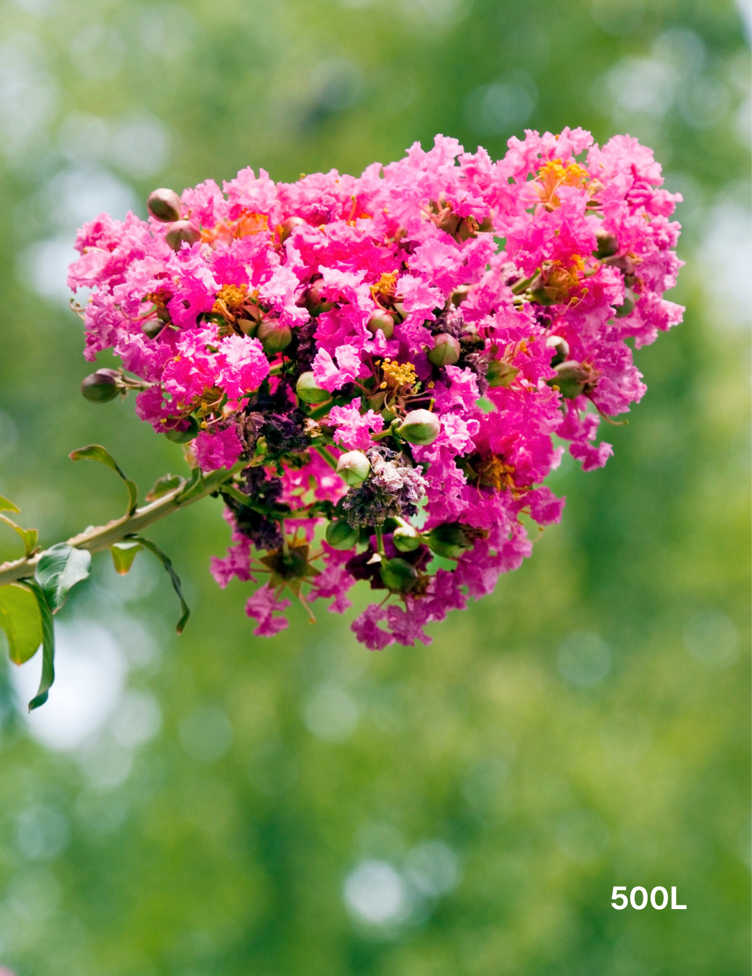 Lagerstroemia indica 'Biloxi' - Crepe Myrtle - Evergreen Trees Direct