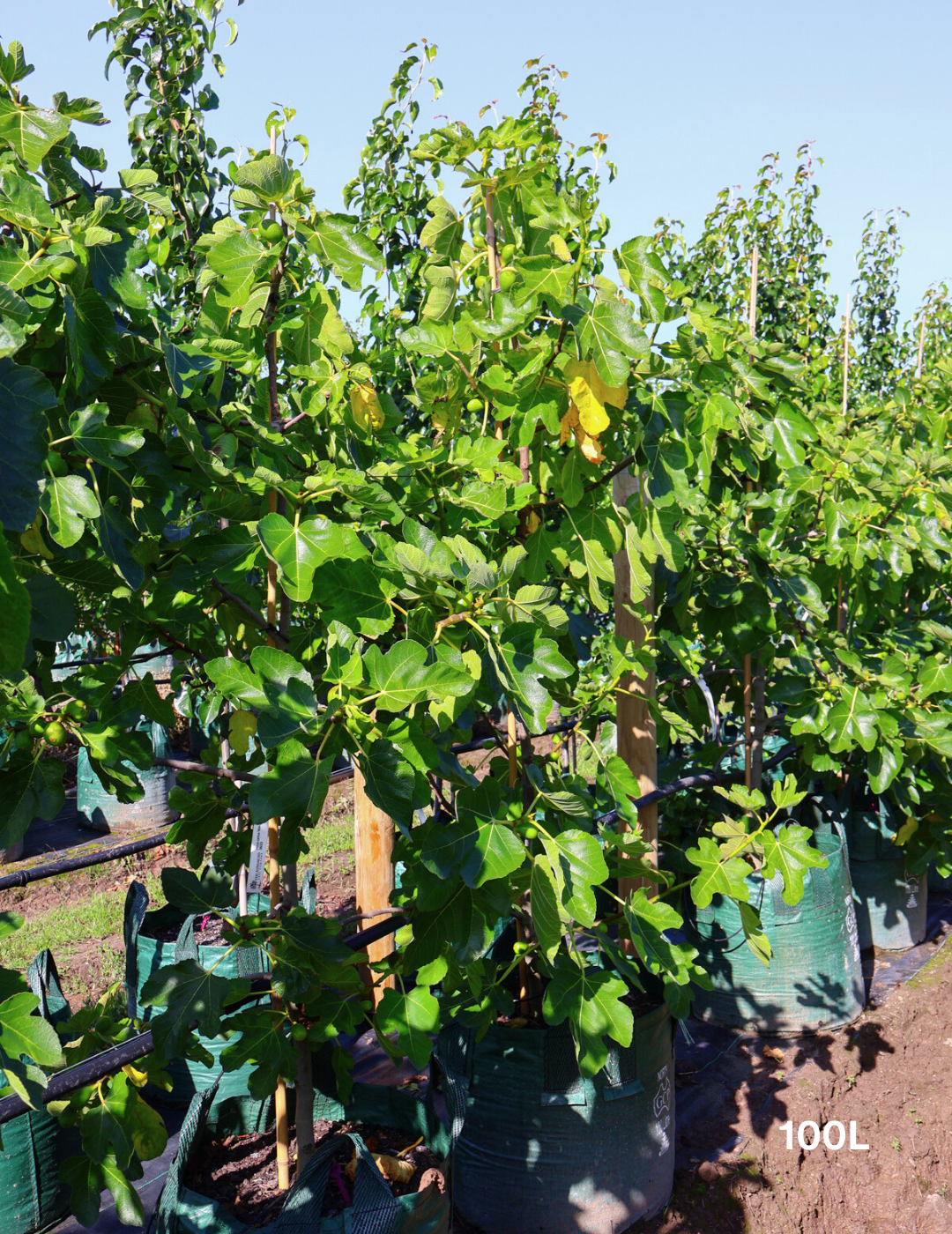 Ficus carica 'Black Genoa' Fig - Evergreen Trees Direct