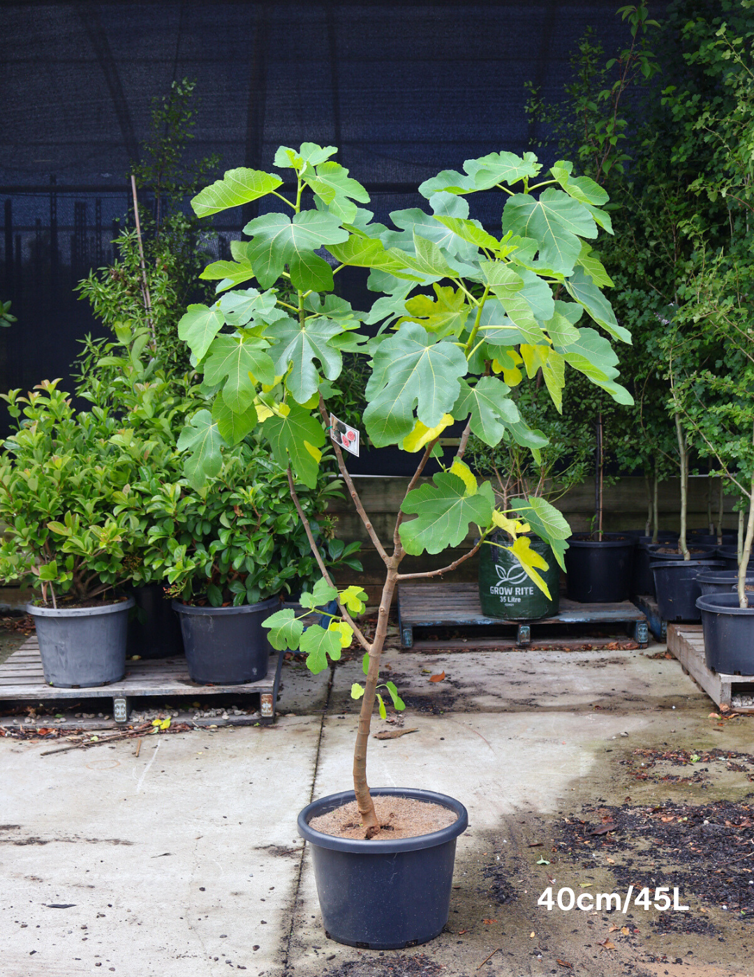 Ficus carica 'Black Genoa' Fig - Evergreen Trees Direct
