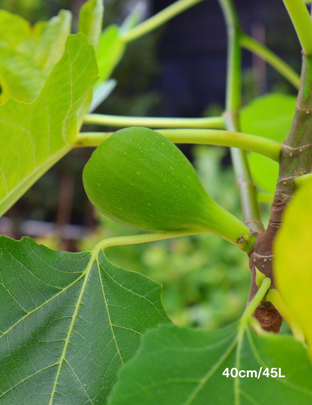 Ficus carica 'Black Genoa' Fig - Evergreen Trees Direct