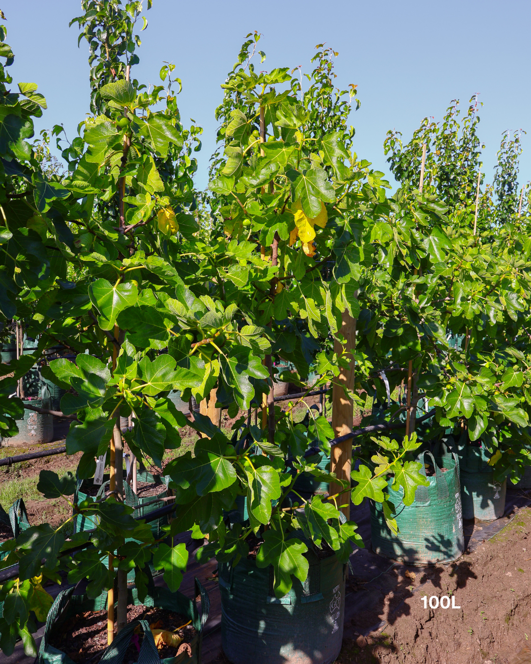 Ficus carica 'Black Genoa' Fig - Sale - Evergreen Trees Direct