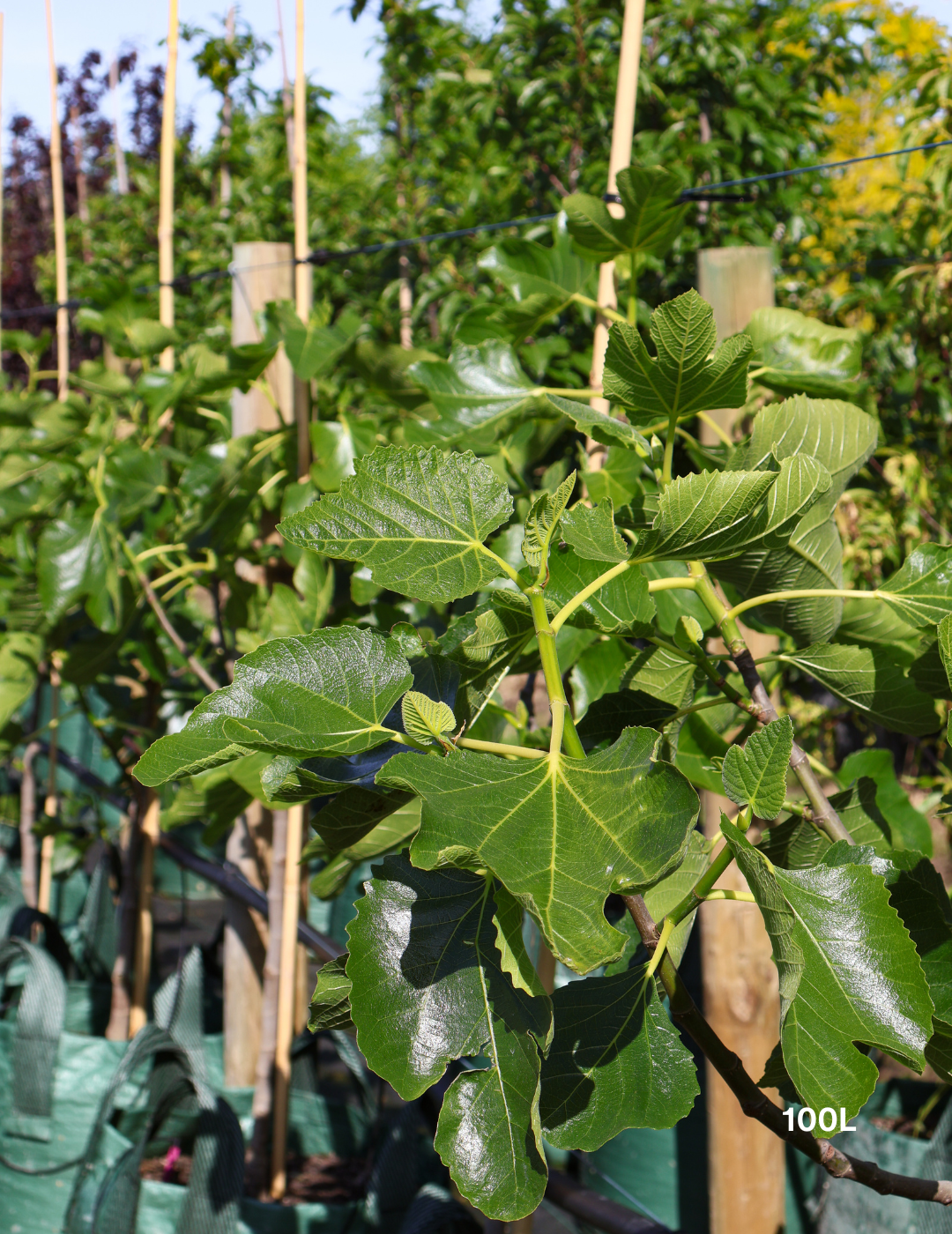 Ficus carica 'Black Genoa' Fig - Evergreen Trees Direct
