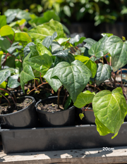 Parthenocissus tricuspidata – Boston Ivy - Evergreen Trees Direct