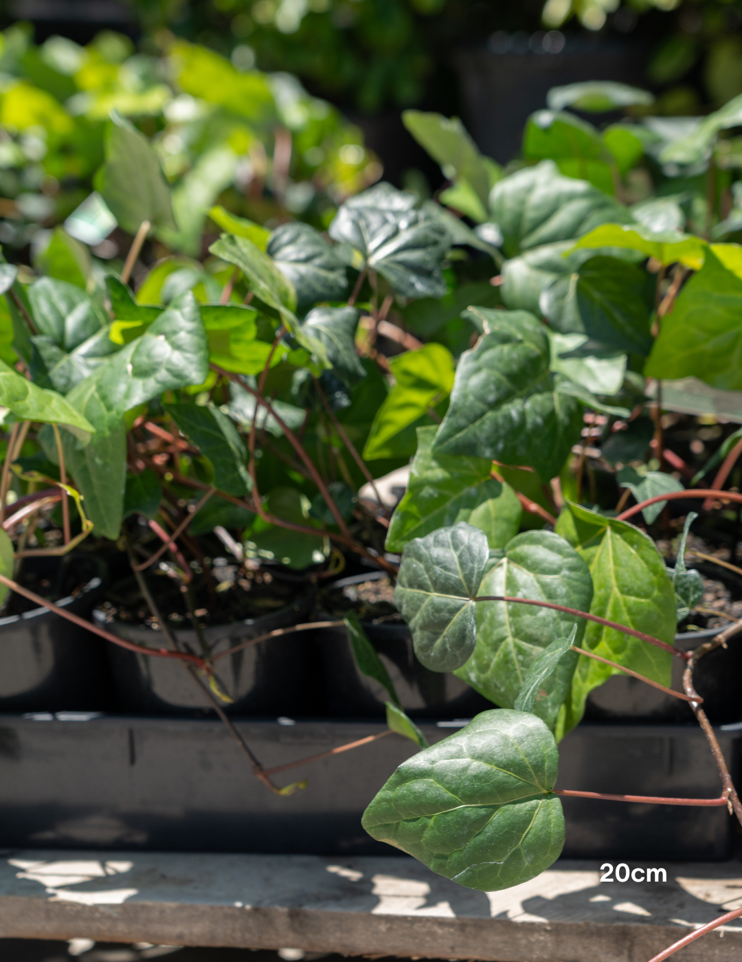 Parthenocissus tricuspidata – Boston Ivy - Evergreen Trees Direct
