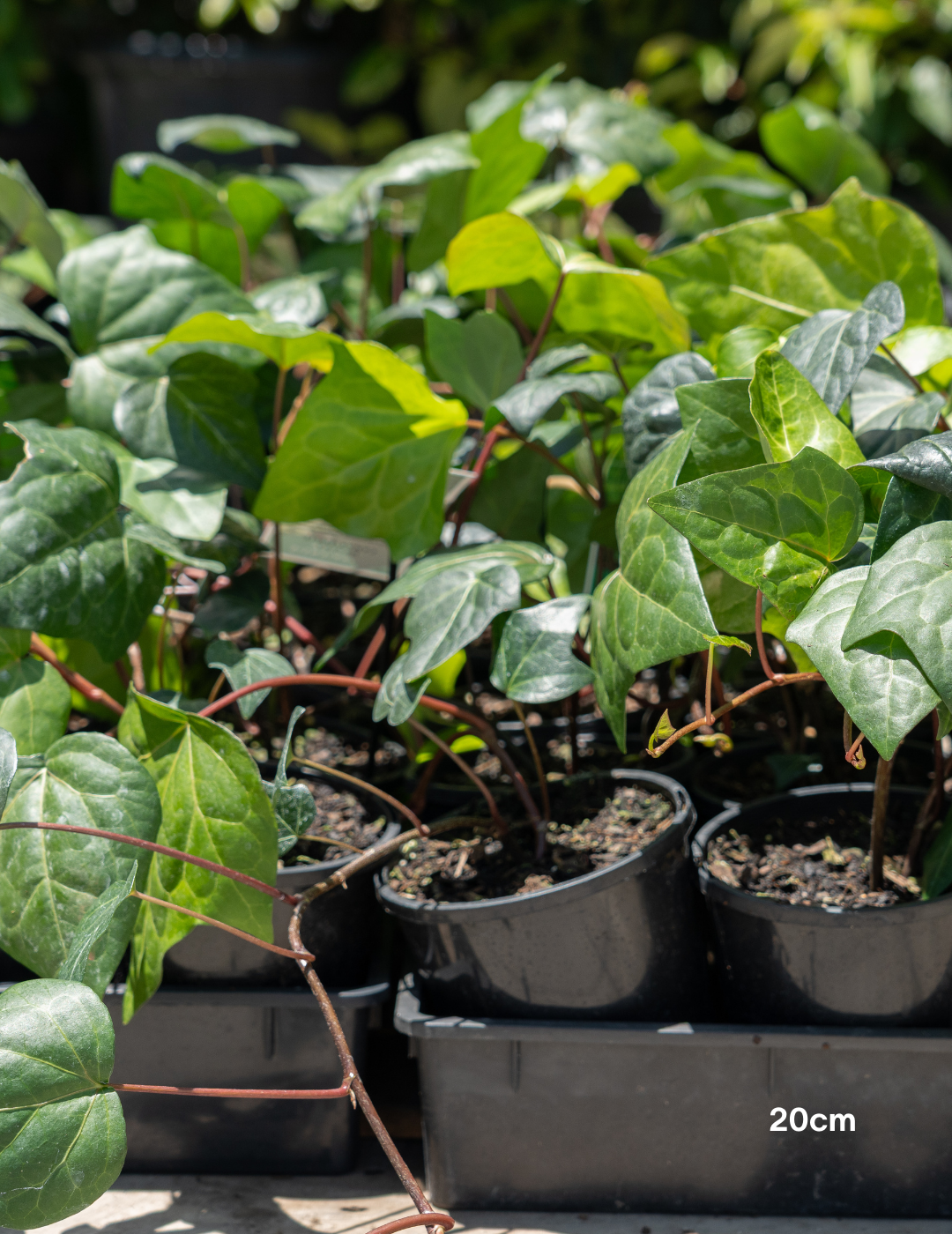 Parthenocissus tricuspidata – Boston Ivy - Evergreen Trees Direct