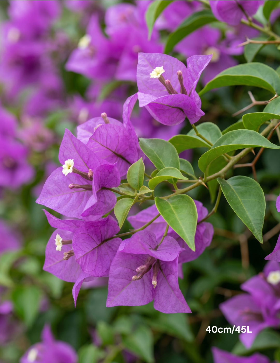 Bougainvillea ‘Purple Cascade’ – Purple Cascade Bougainvillea