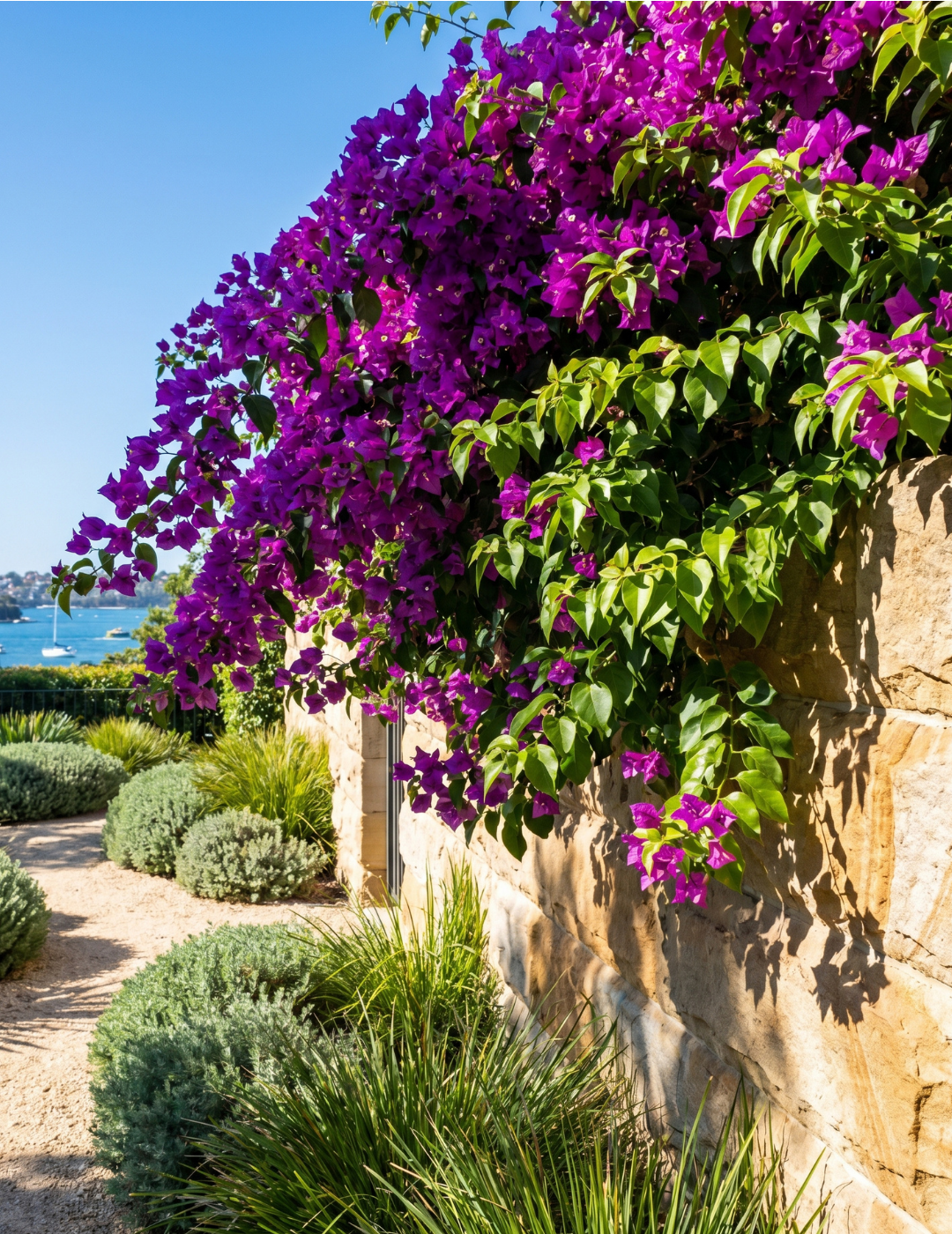 Bougainvillea ‘Purple Cascade’ – Purple Cascade Bougainvillea