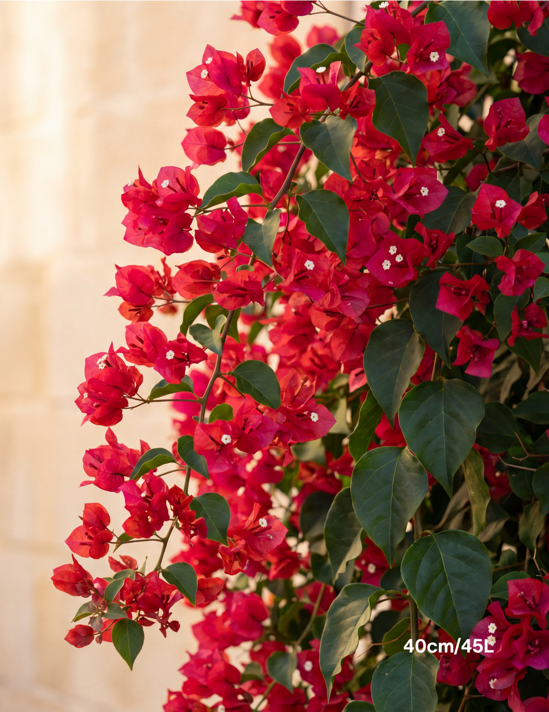 Bougainvillea ‘Scarlet O’Hara’ – Scarlet Red Flowering Bougainvillea