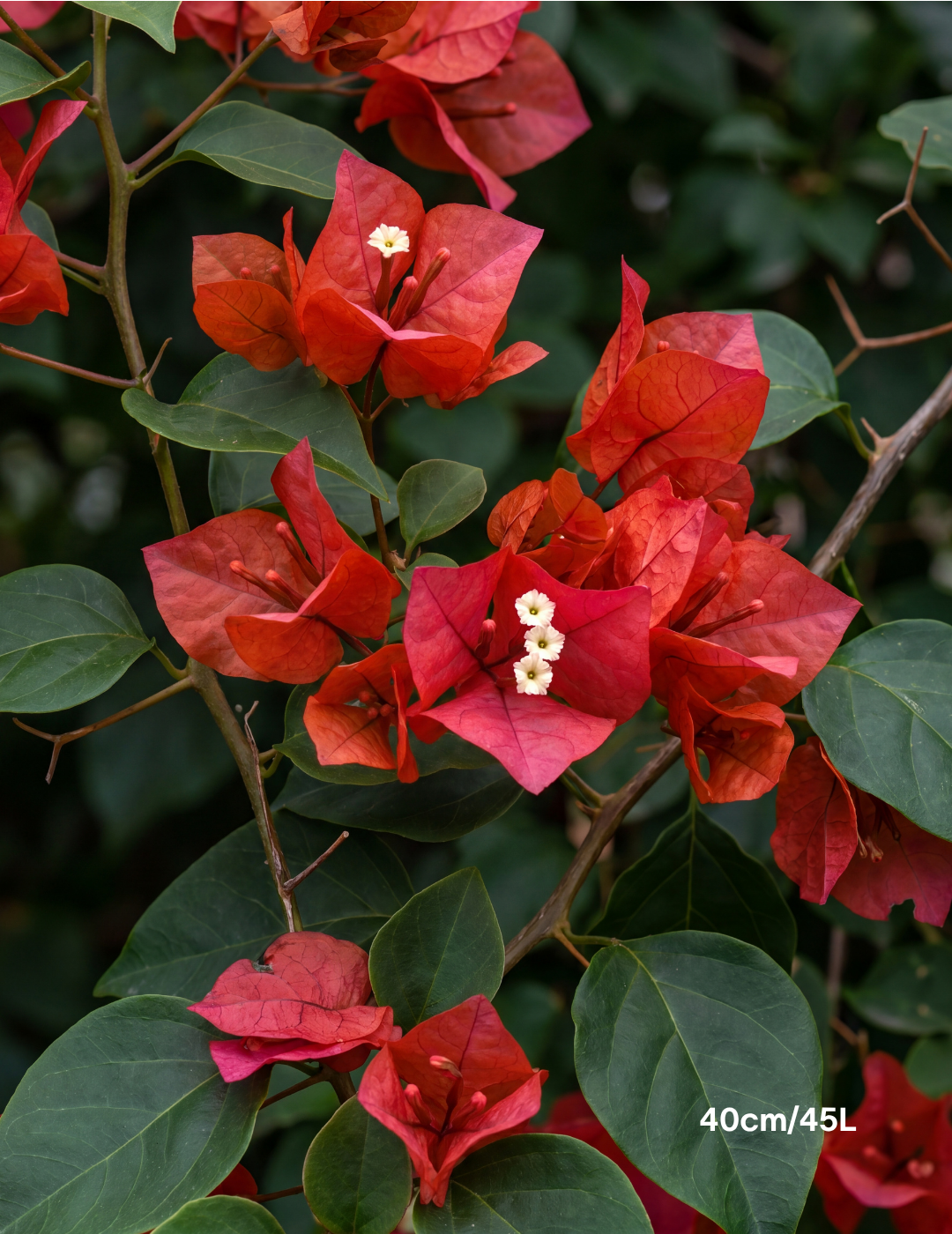 Bougainvillea ‘Scarlet O’Hara’ – Scarlet Red Flowering Bougainvillea
