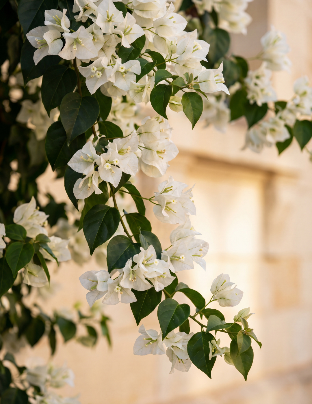 Bougainvillea ‘White Cascade’ – White Cascade Bougainvillea