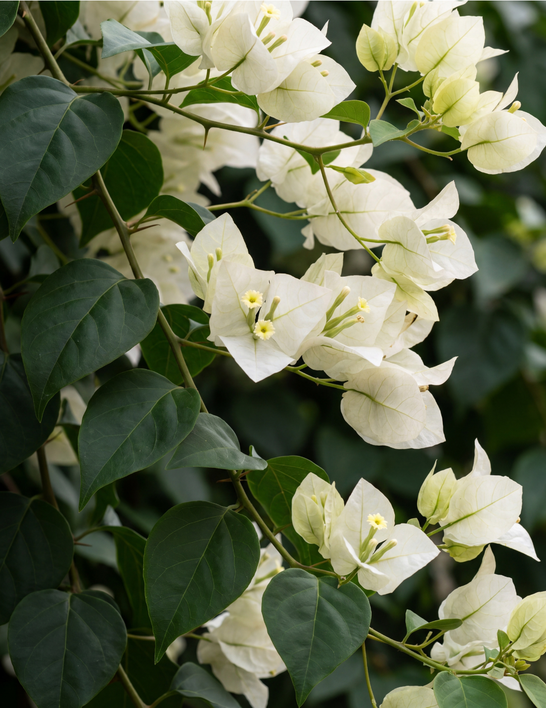 Bougainvillea ‘White Cascade’ – White Cascade Bougainvillea