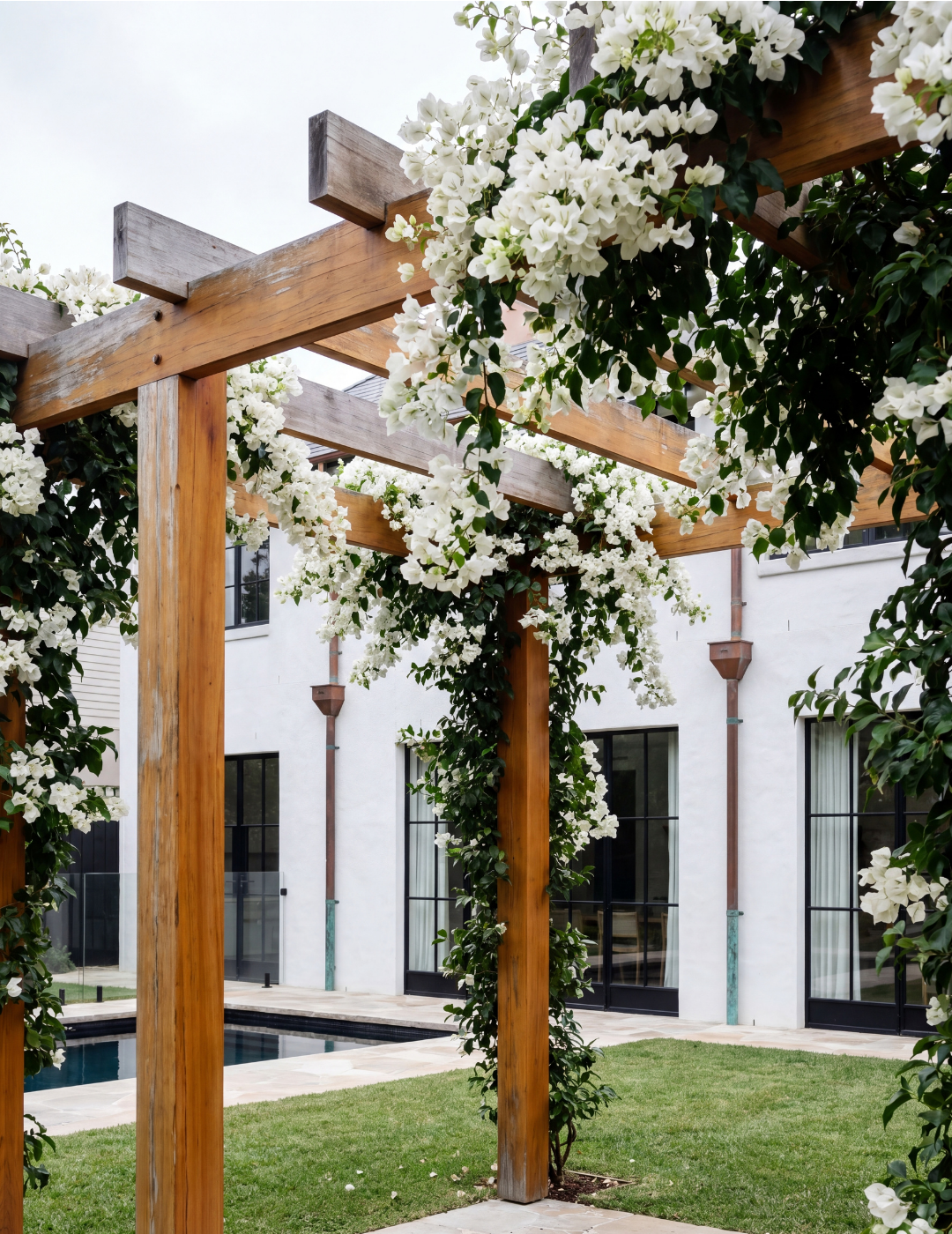 Bougainvillea 'White Cascade'