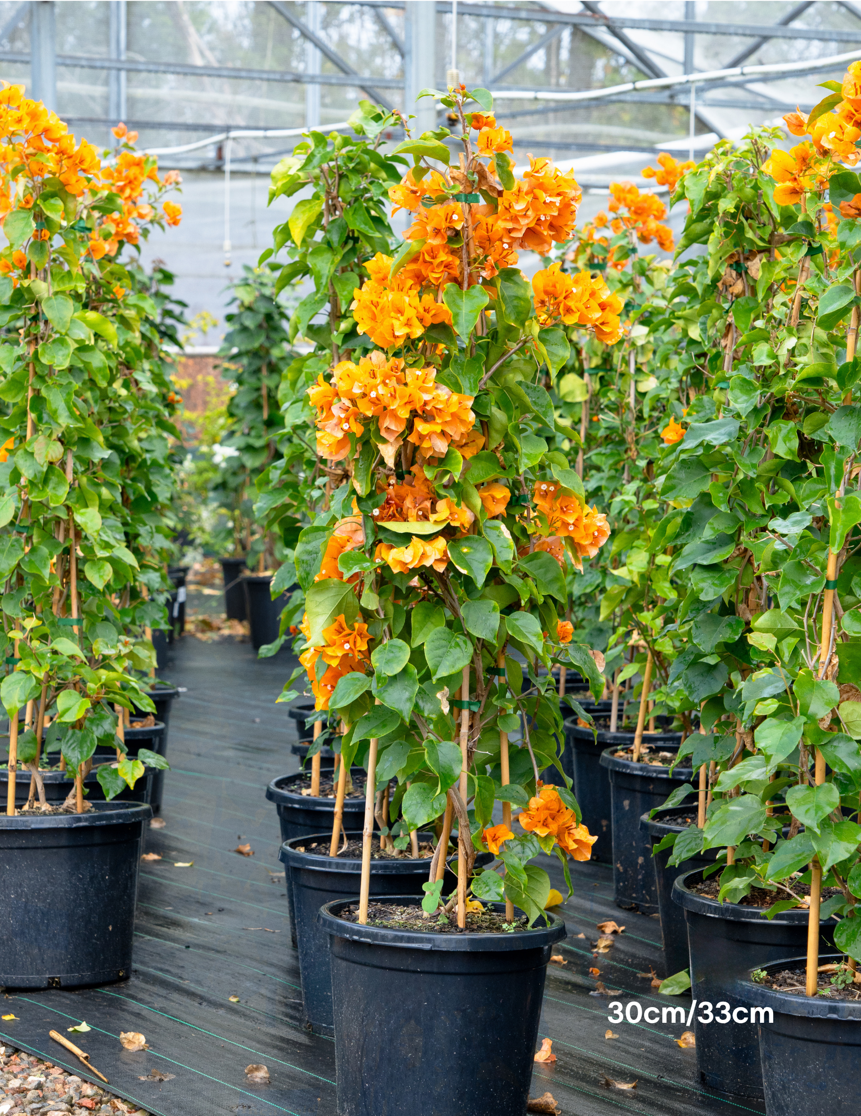 Bougainvillea ‘Inca Gold’ – Golden Orange Flowering Bougainvillea