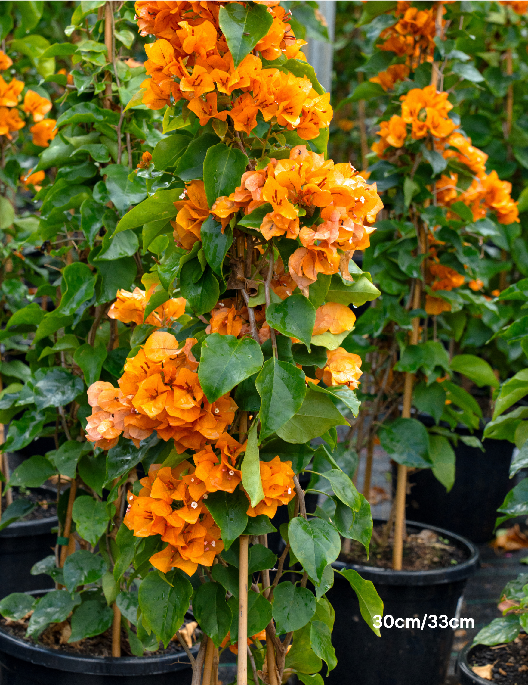 Bougainvillea ‘Inca Gold’ – Golden Orange Flowering Bougainvillea