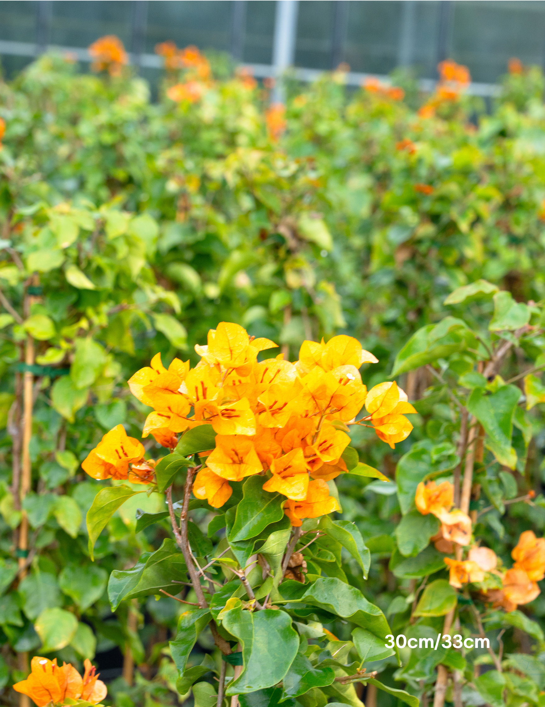 Bougainvillea ‘Inca Gold’ – Golden Orange Flowering Bougainvillea