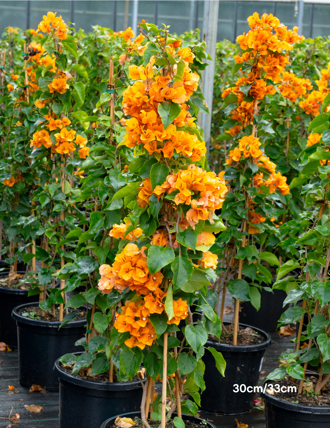Bougainvillea ‘Inca Gold’ – Golden Orange Flowering Bougainvillea