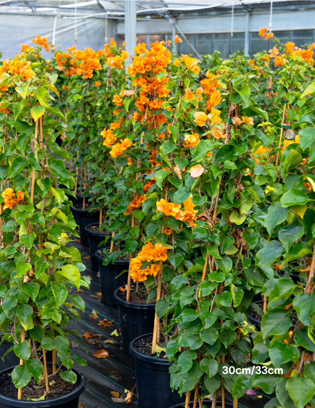 Bougainvillea ‘Inca Gold’ – Golden Orange Flowering Bougainvillea